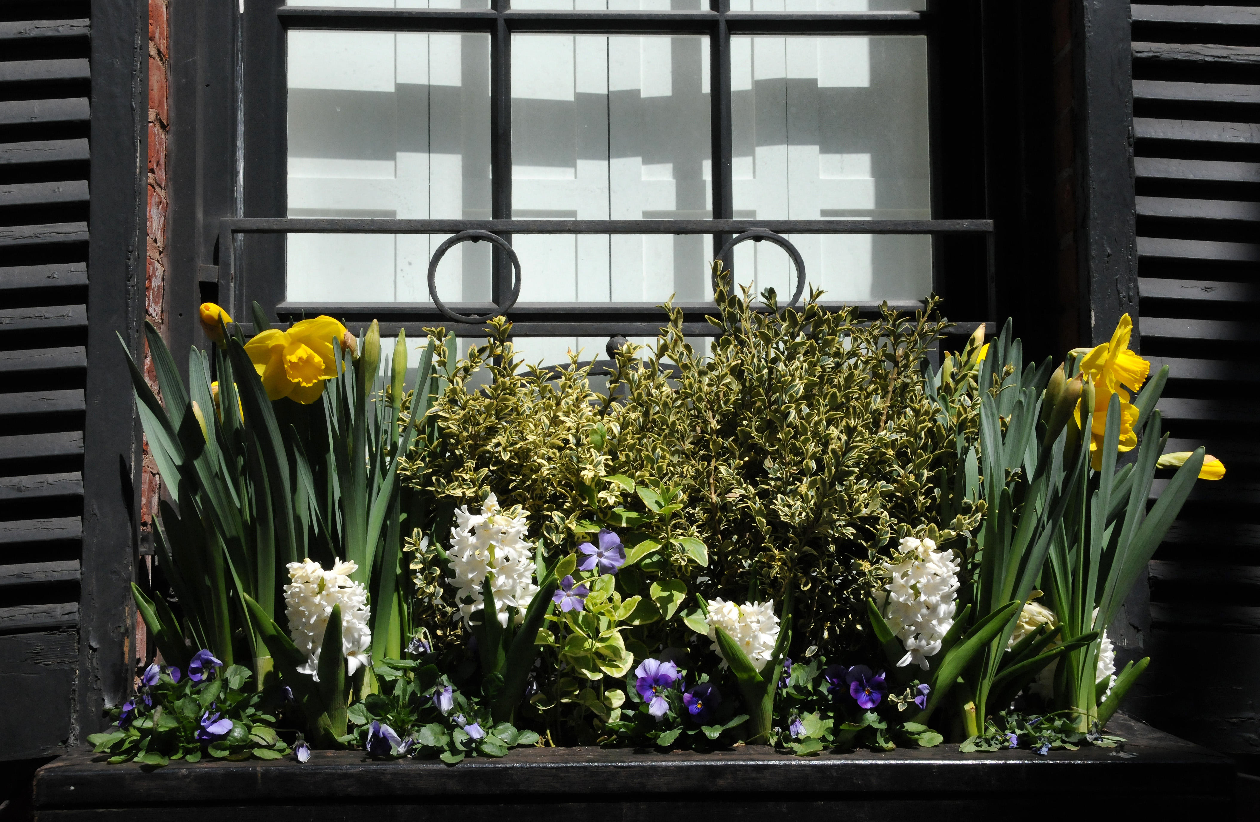 Window Flower Box Spring Flowers