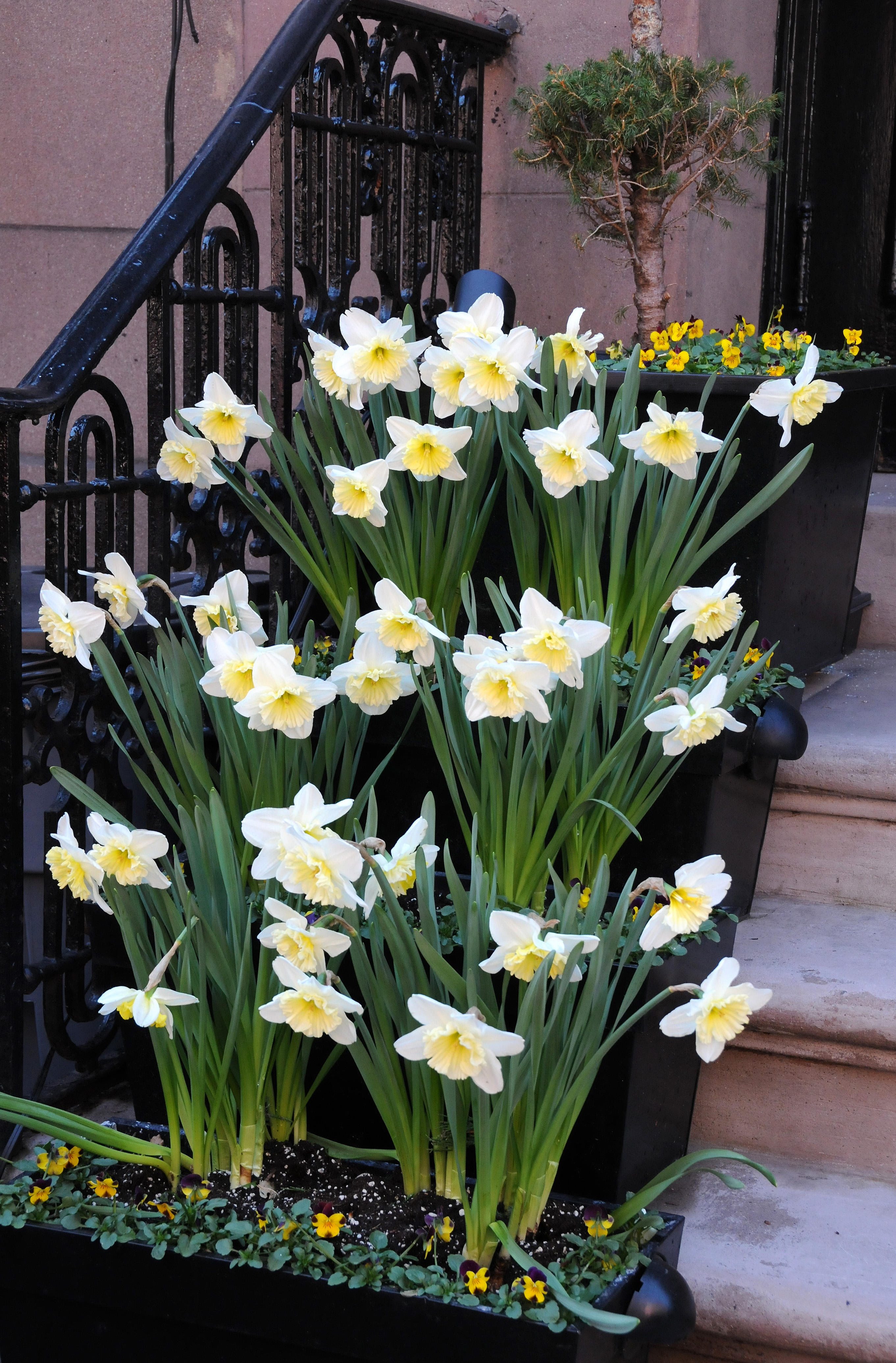 Daffodils