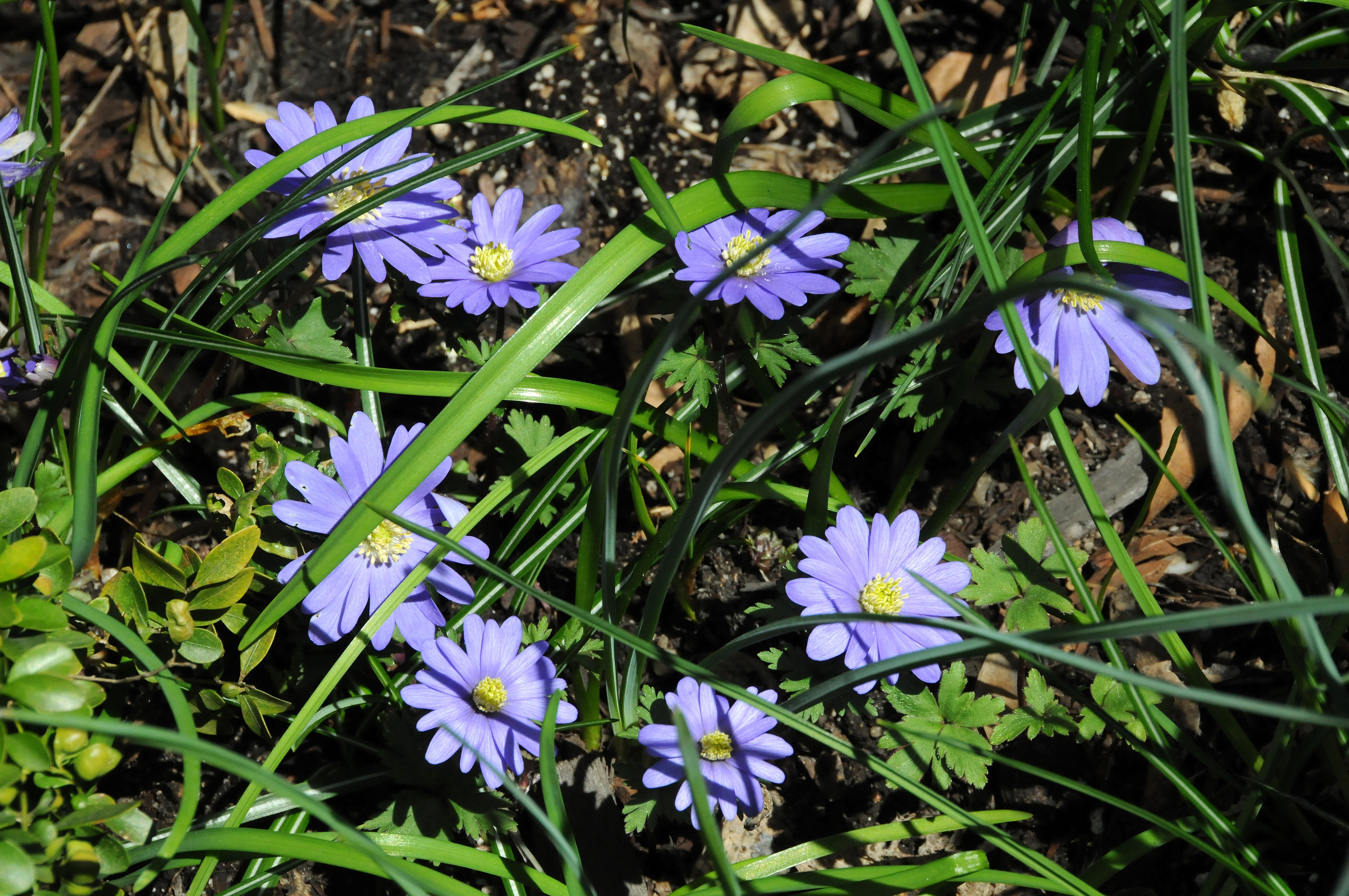 Anenome Blossoms