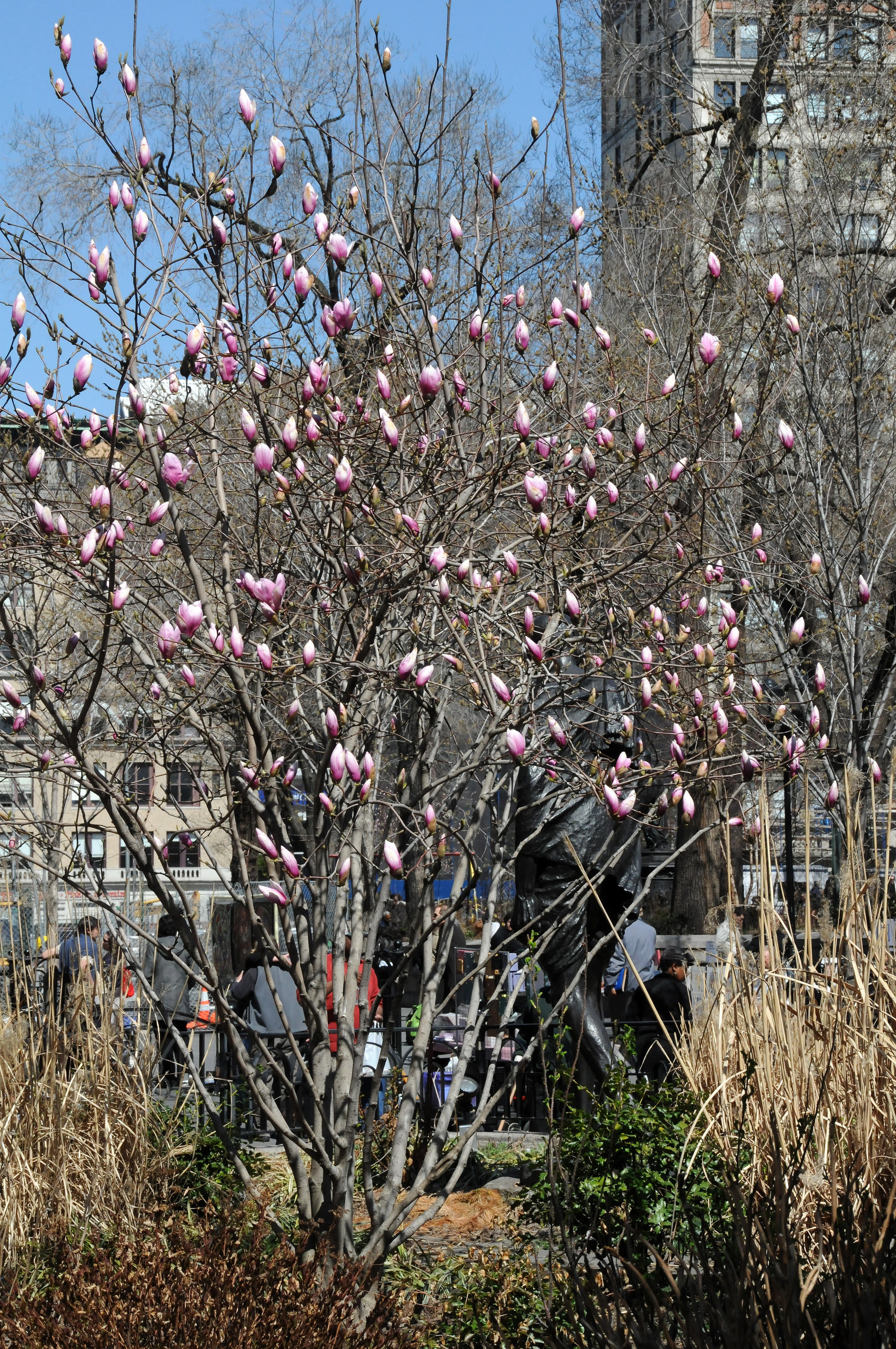 Magnolia Tree Blossoms