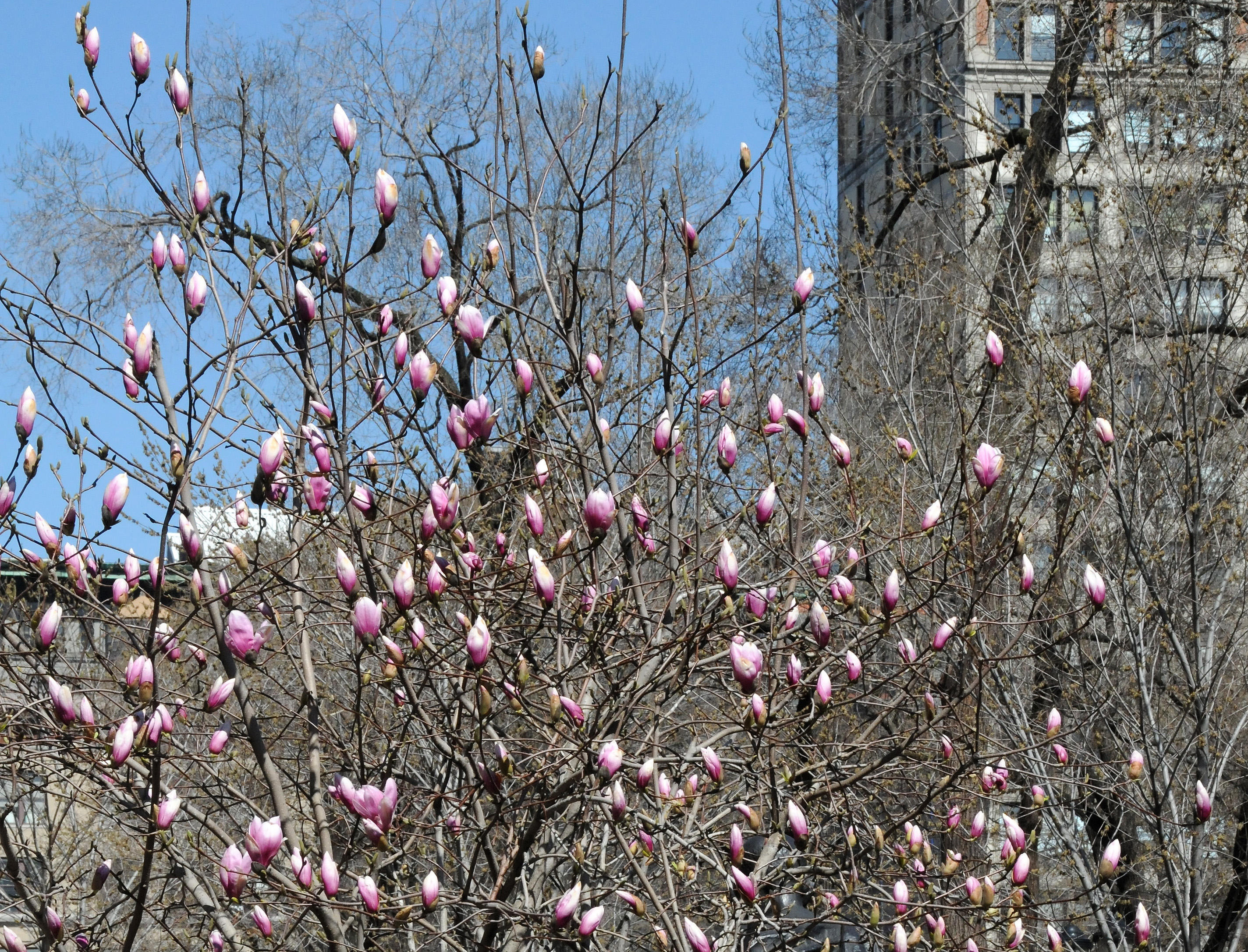 Magnolia Tree Blossoms