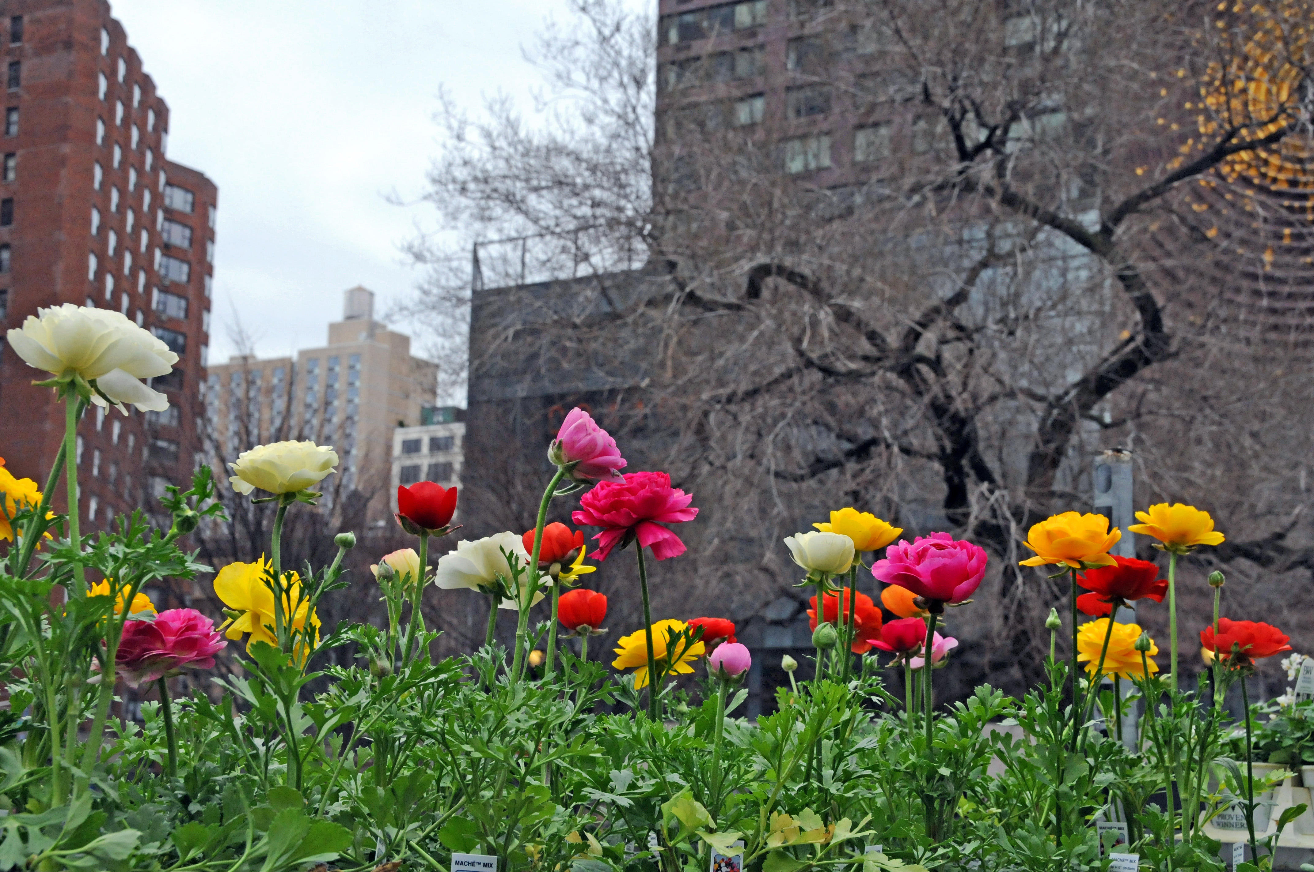 Ranunculus - Flower Market