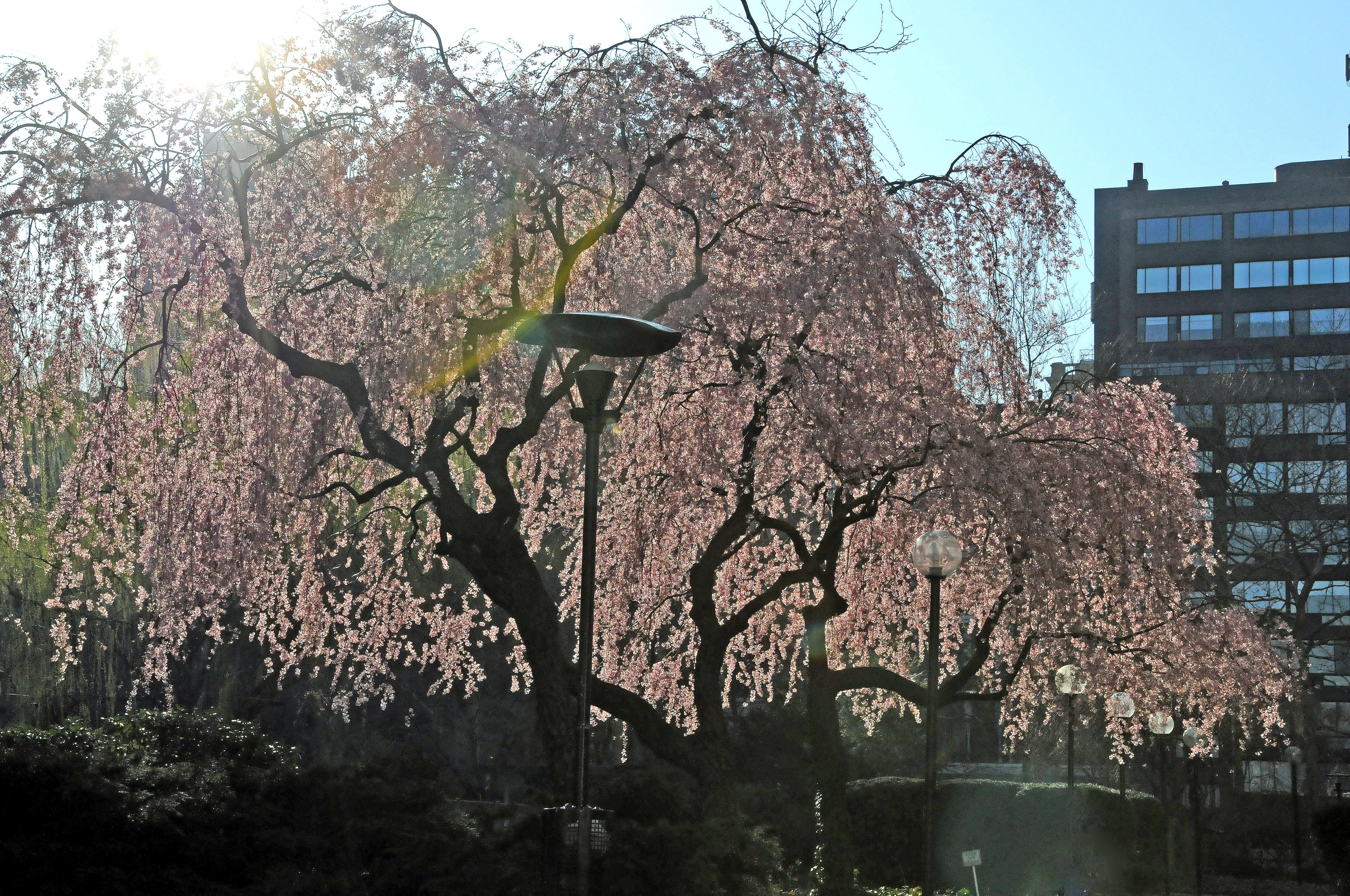 Weeping Cherry Tree Blossoms