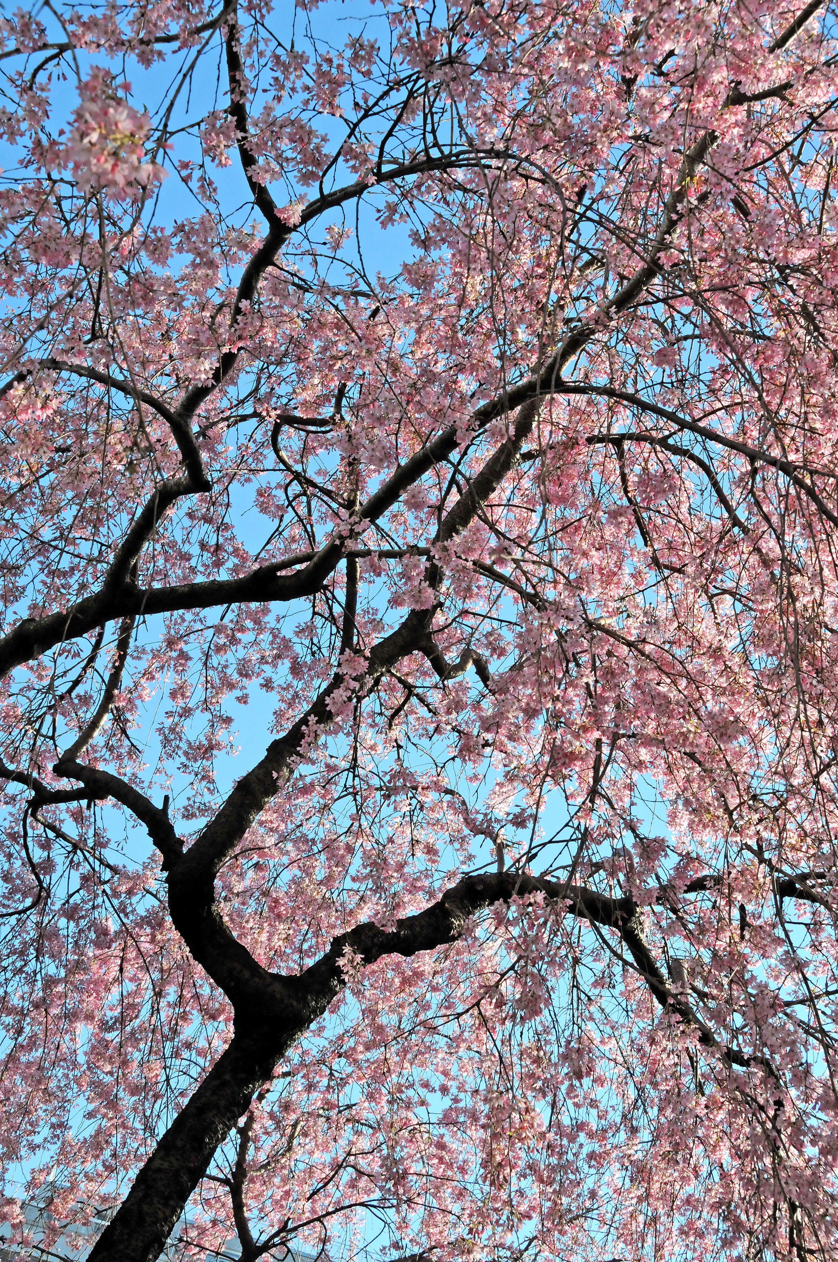 Weeping Cherry Tree Blossoms