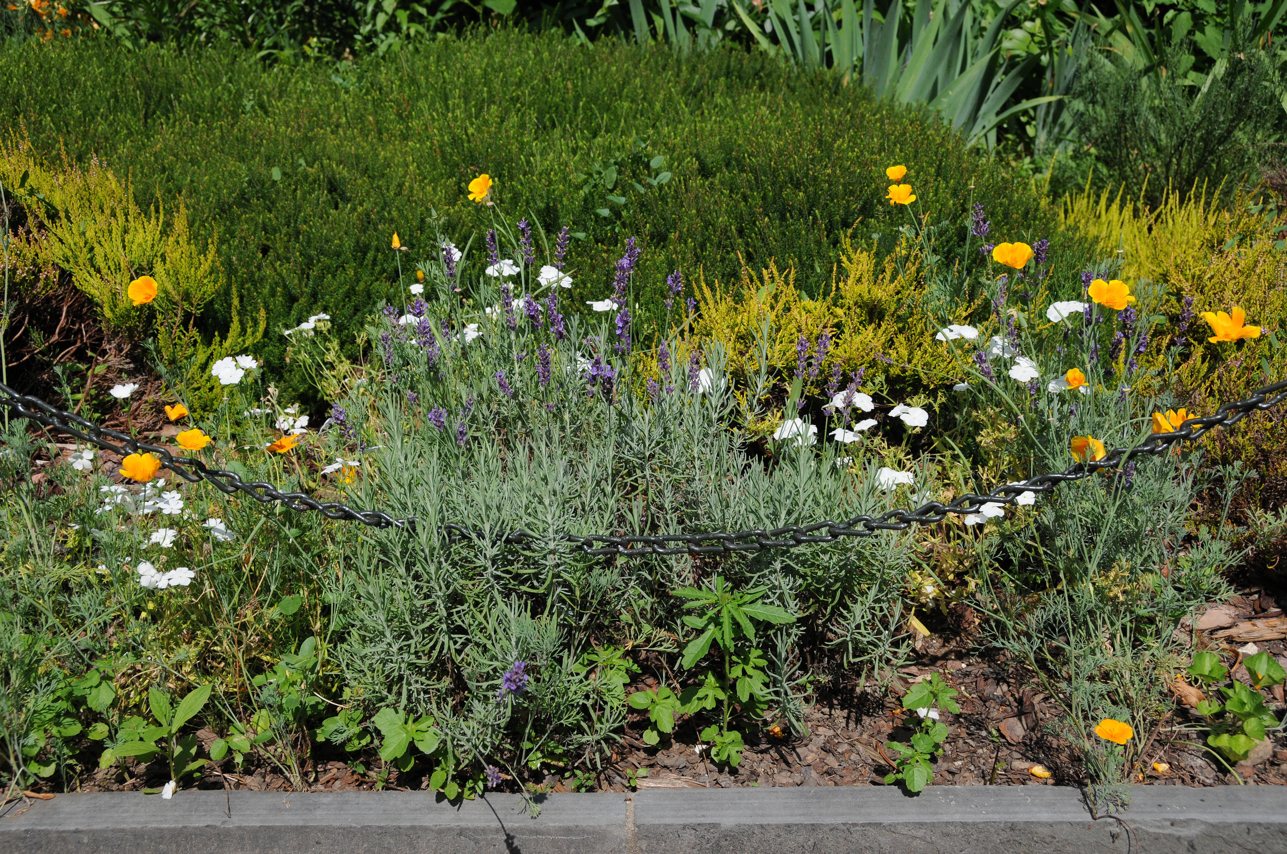 Lavender, Poppies, Phlox & Heather