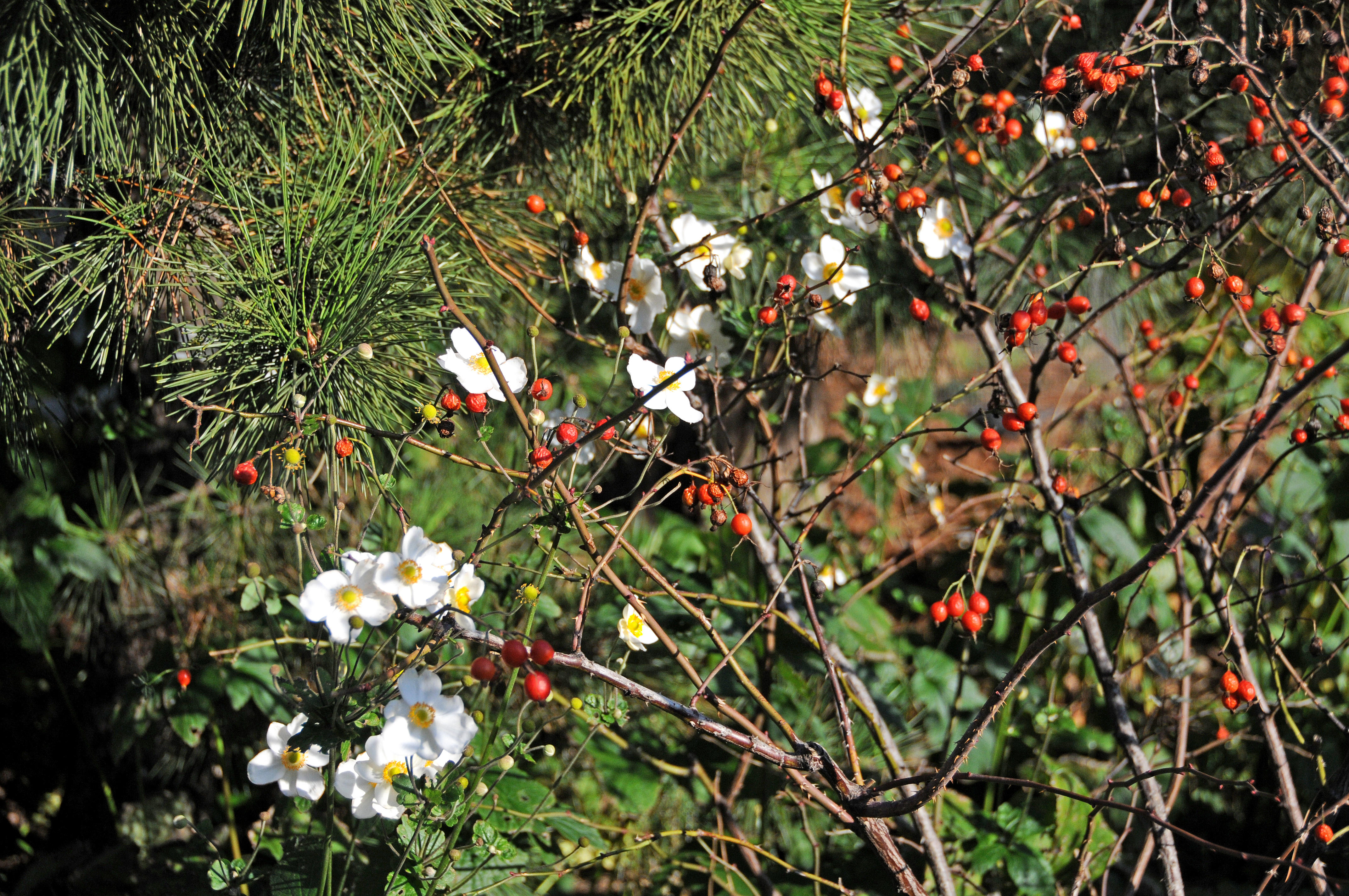 Pine, Japanese Anenomes & Rose Hips