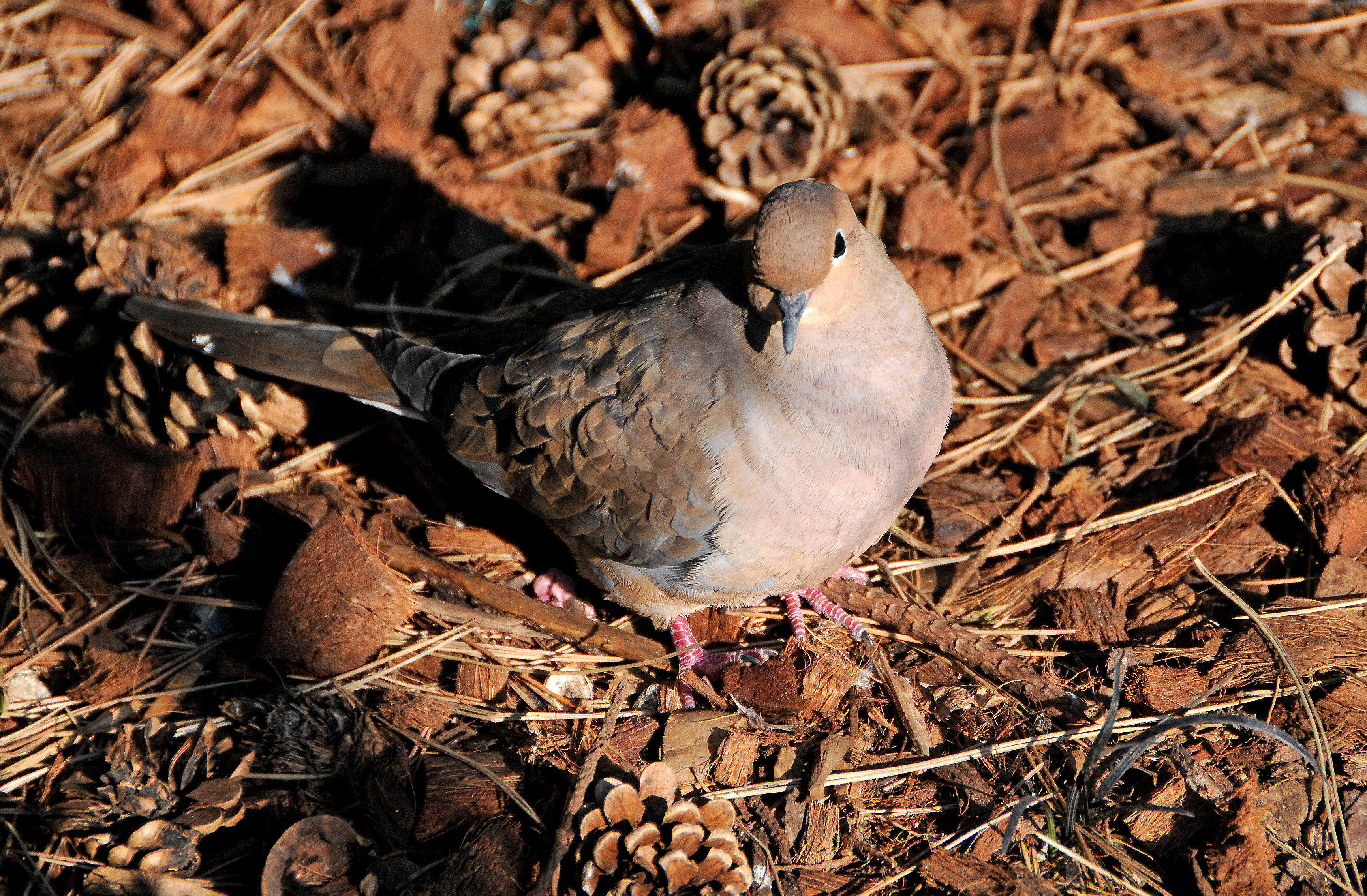 Dove