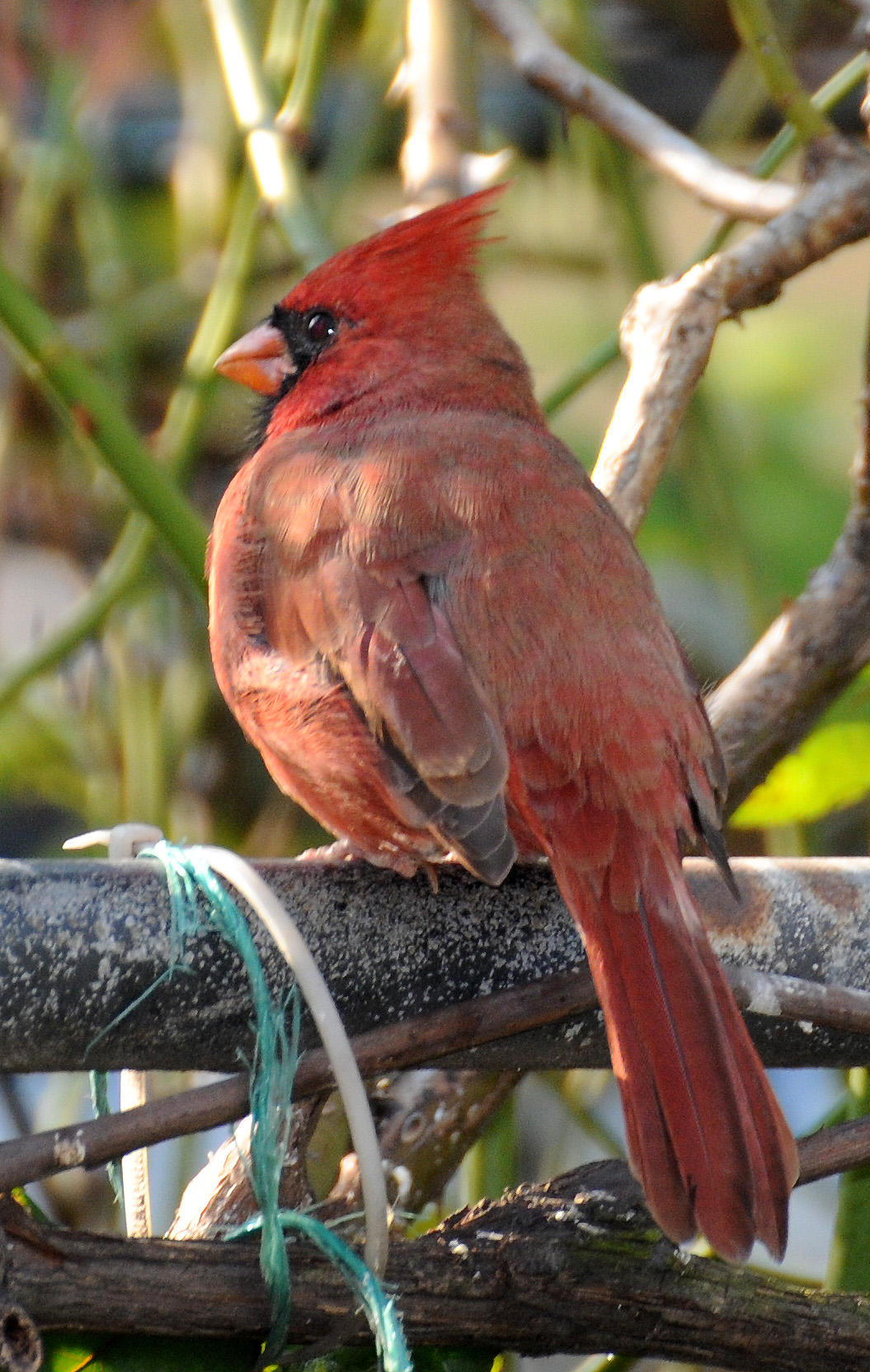 Cardinal