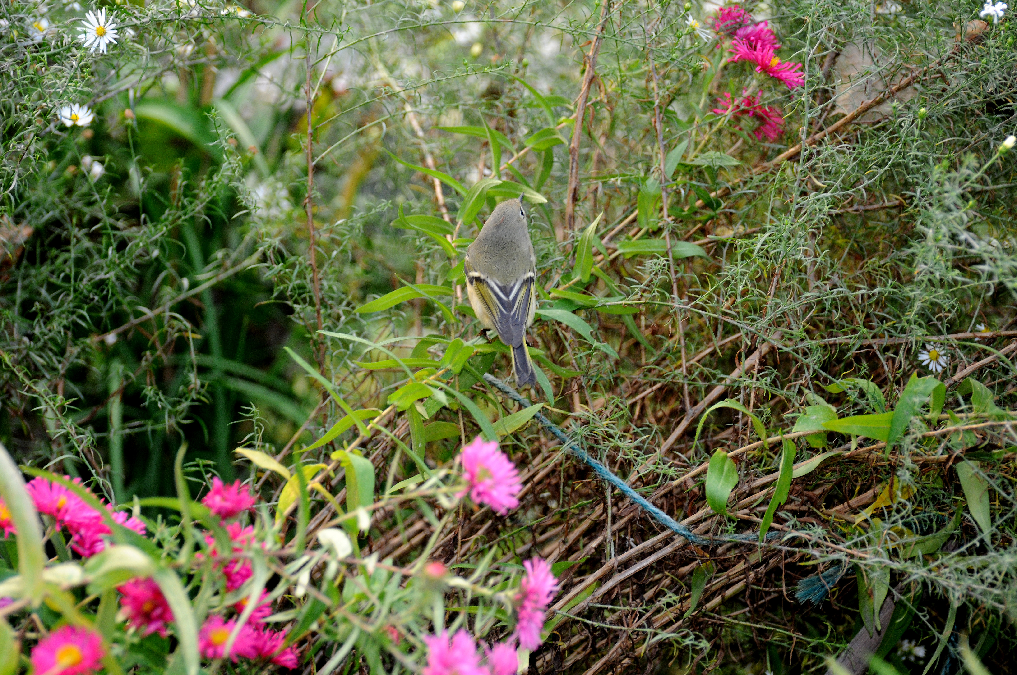 Ruby Crowned Kinglet - Regulus calendula