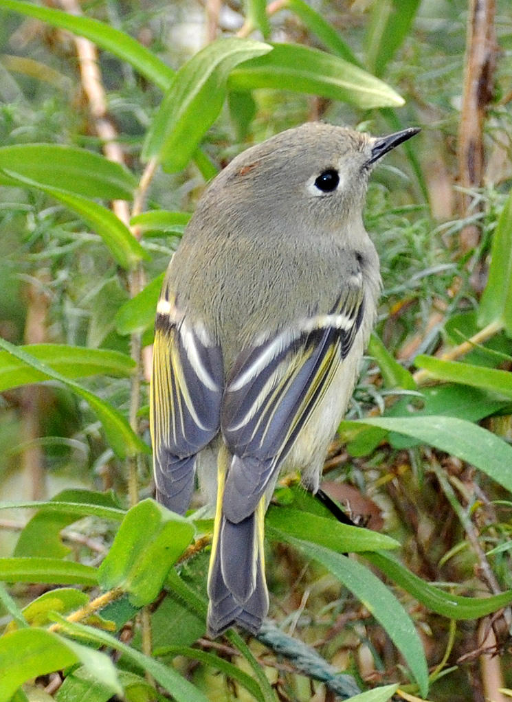 Ruby Crowned Kinglet - Regulus calendula