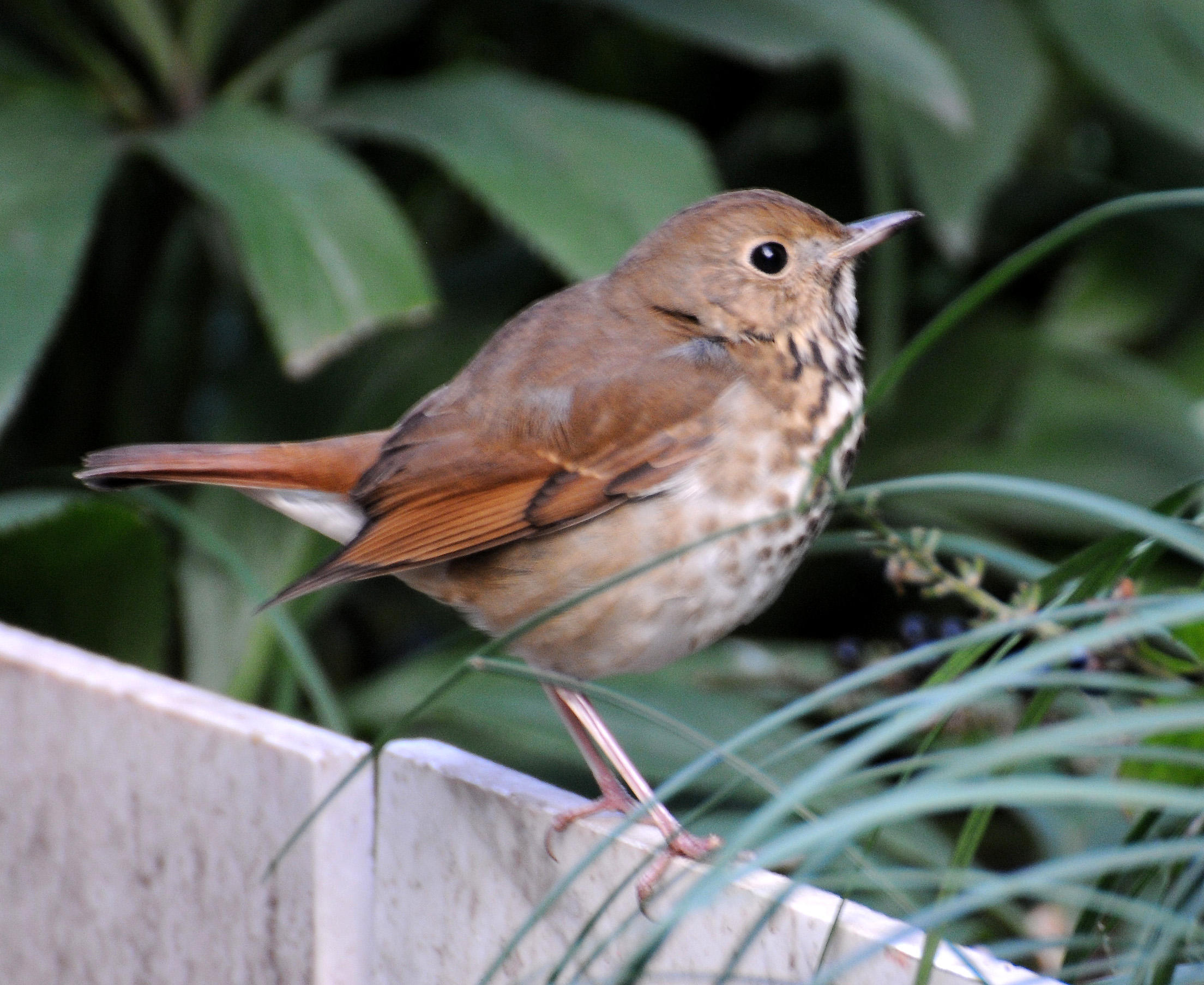 Hermit Thrush - Catharus guttatus