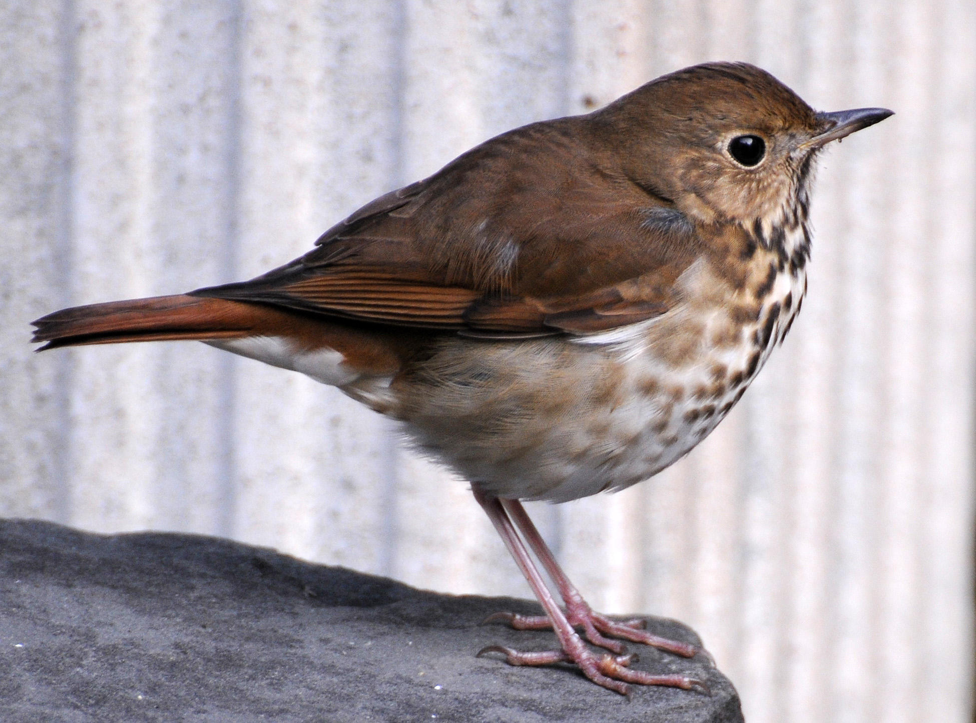 Hermit Thrush - Catharus guttatus