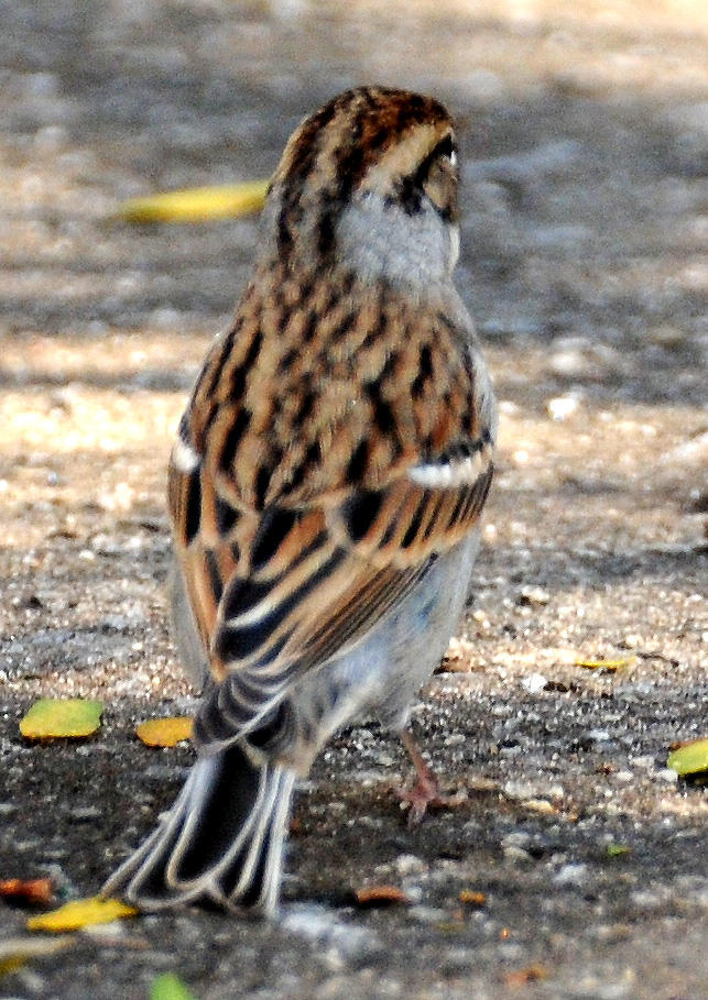 White Throated Sparrow