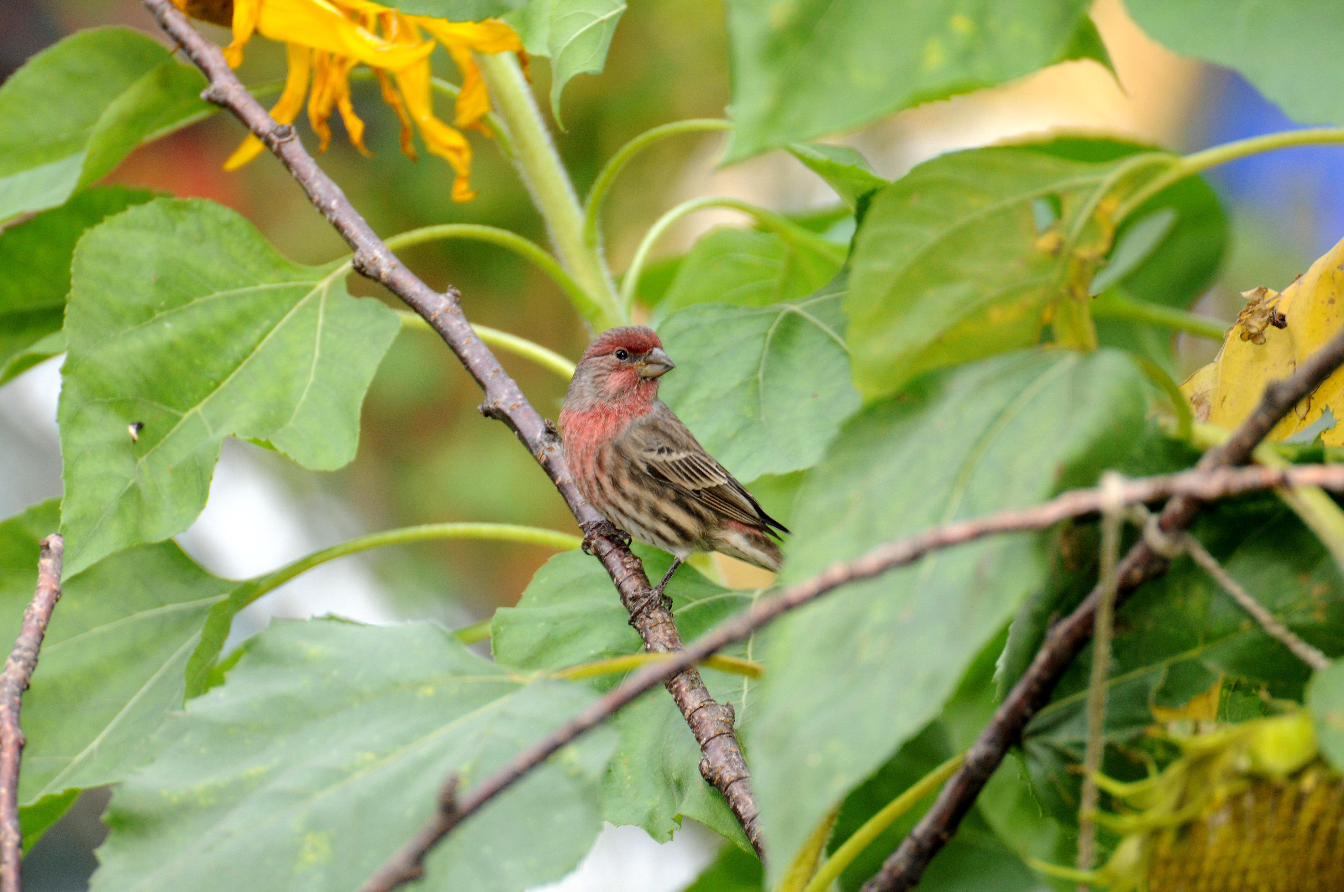 House Finch - Carodacus mexicanus