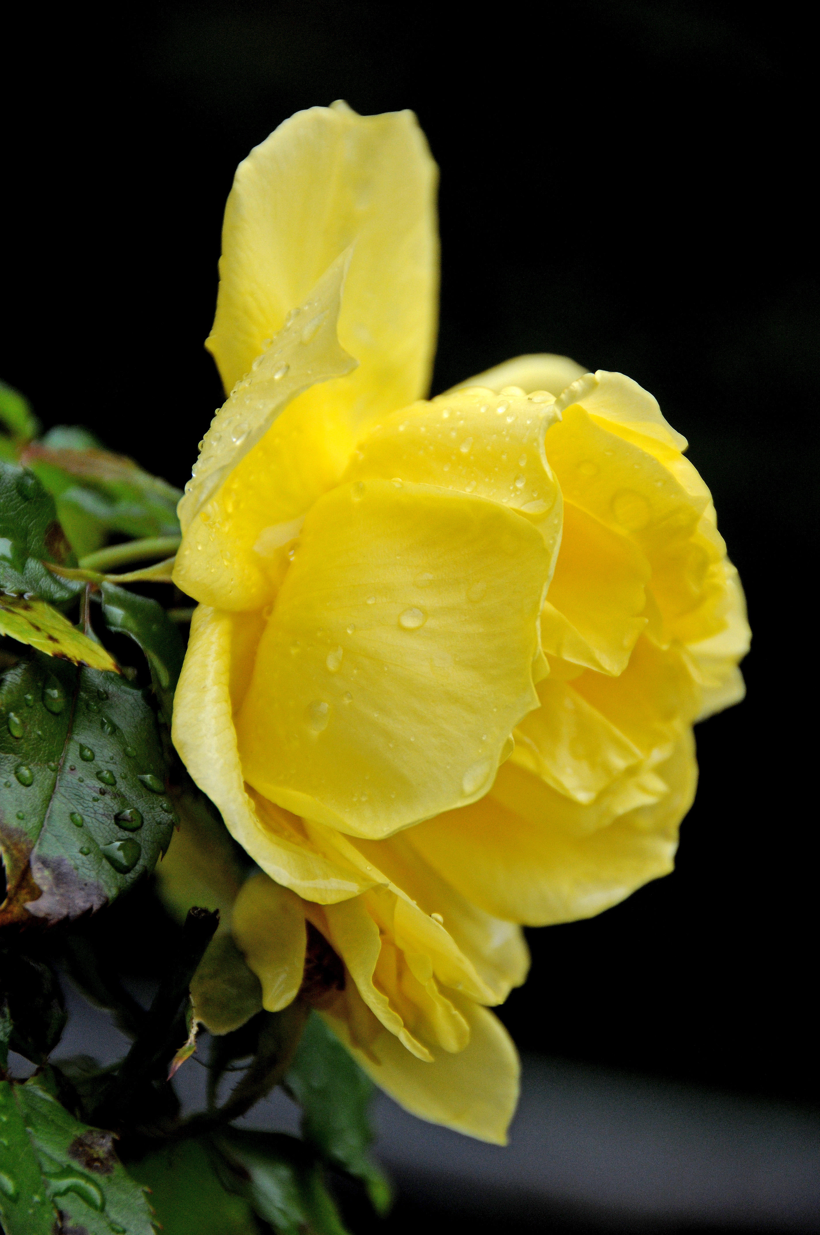 Yellow Rose