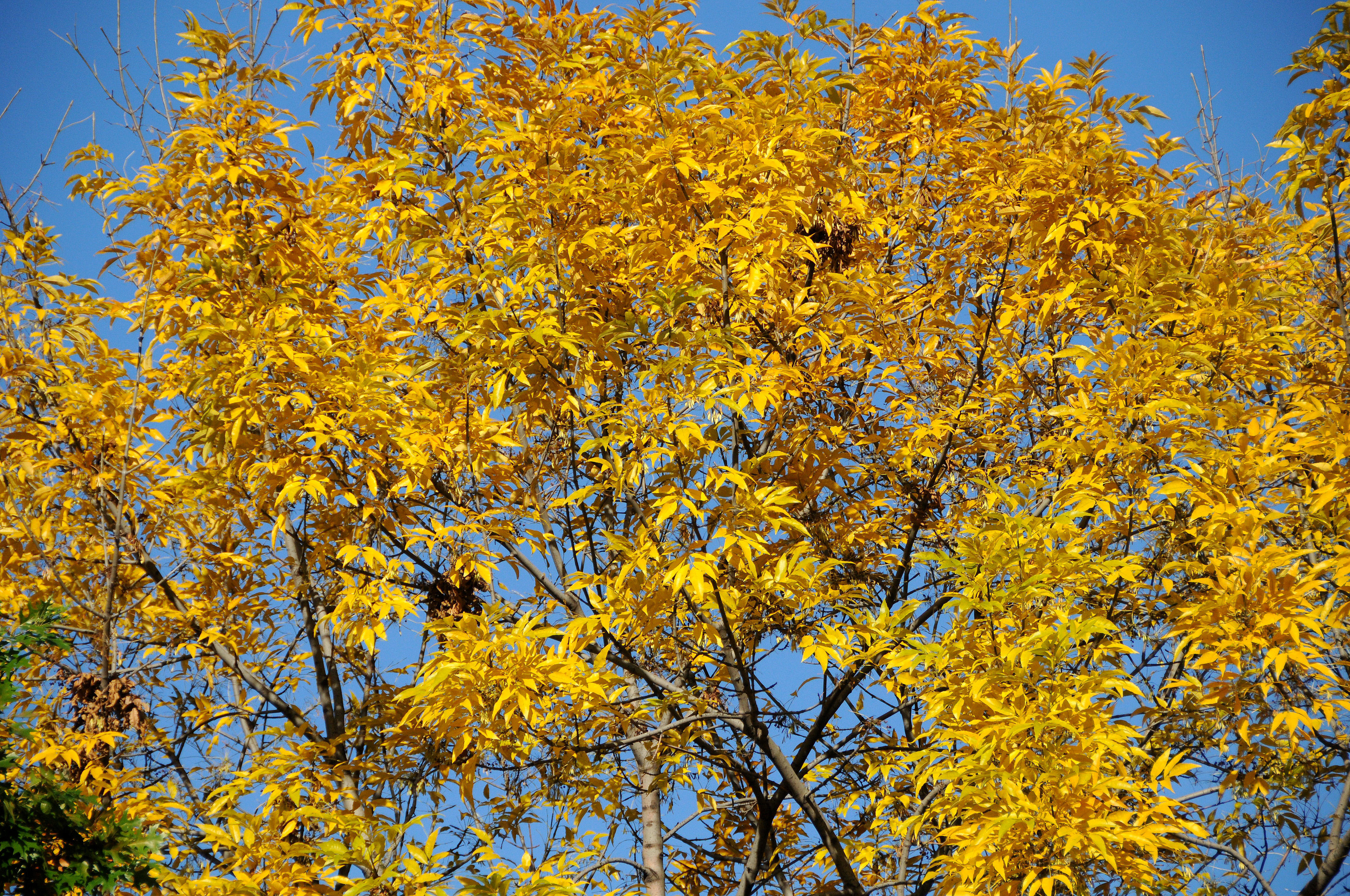DSC_7935.JPG