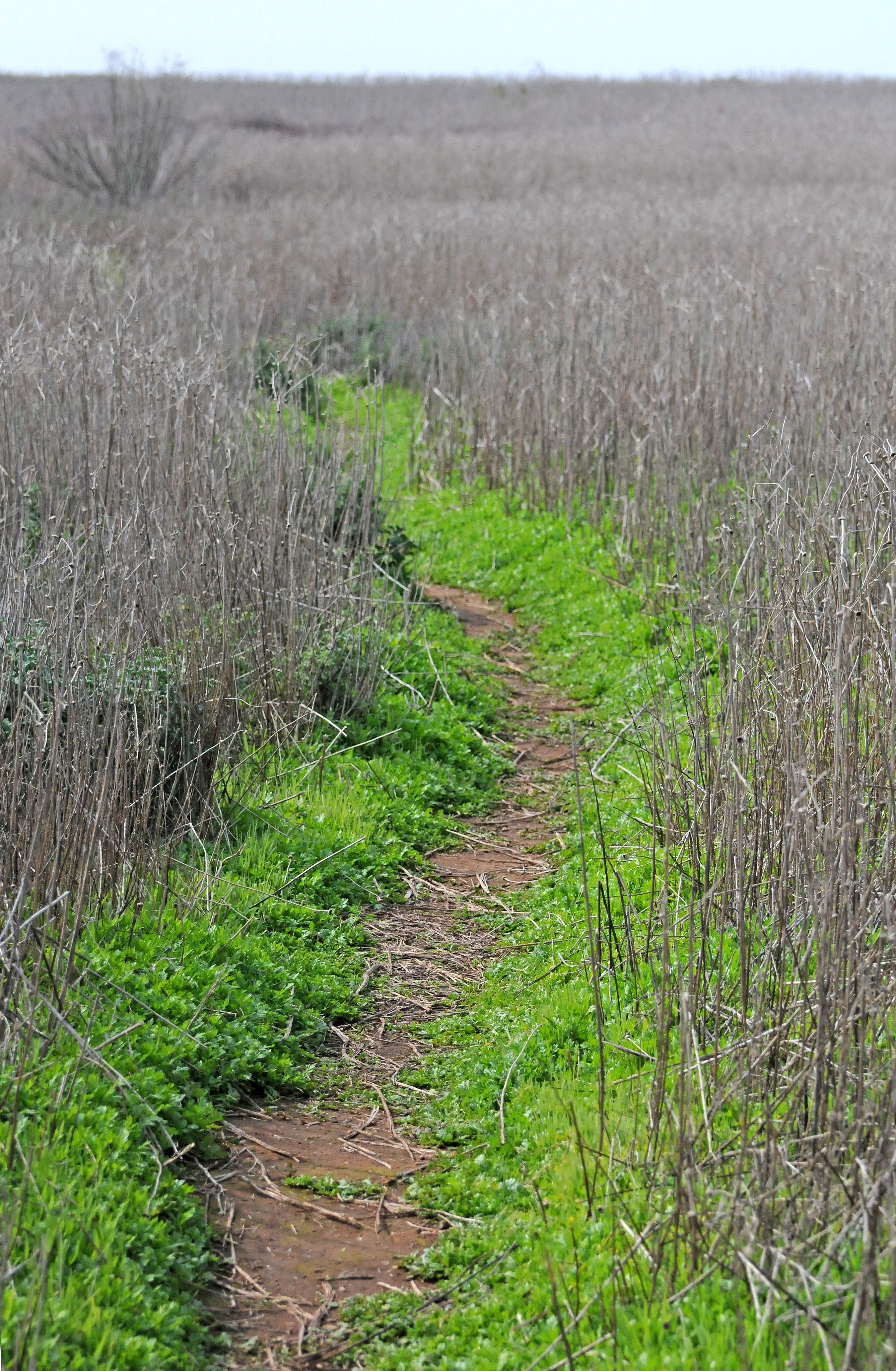 Near the Entrance to Chula Vistas Nature Center