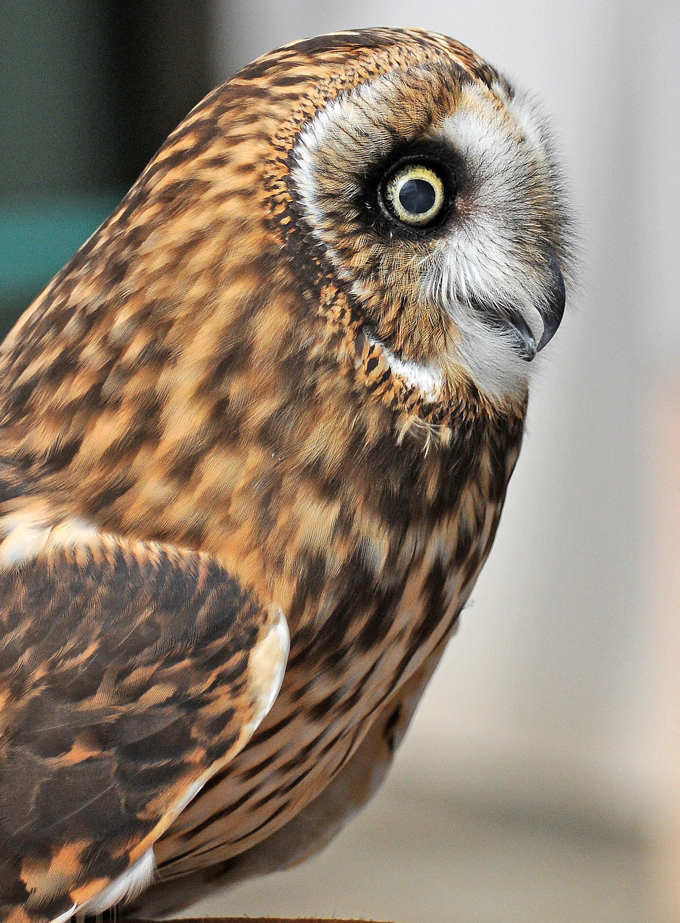 Chula Vista Nature Center in San Diego