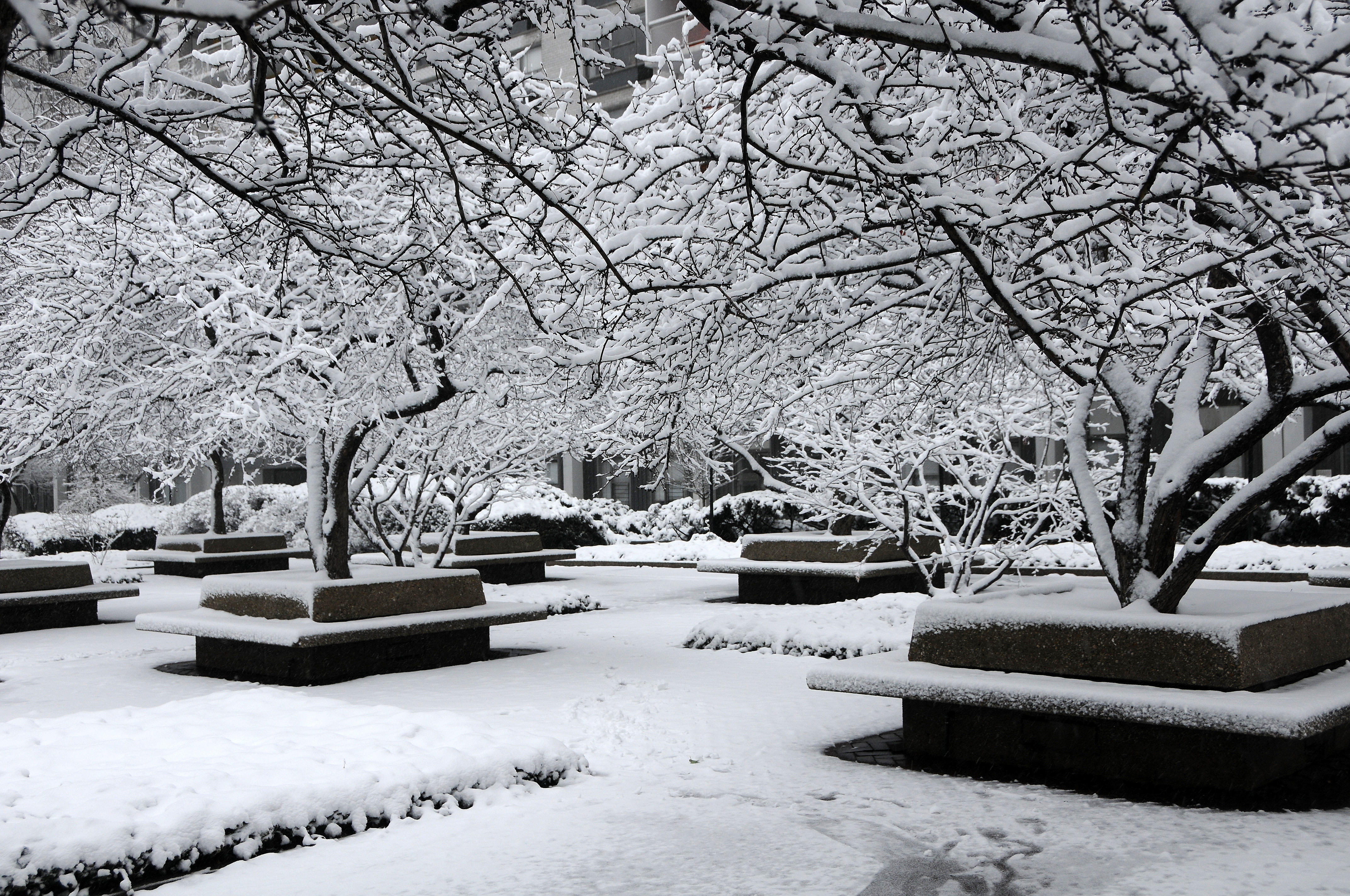 Winter Snow