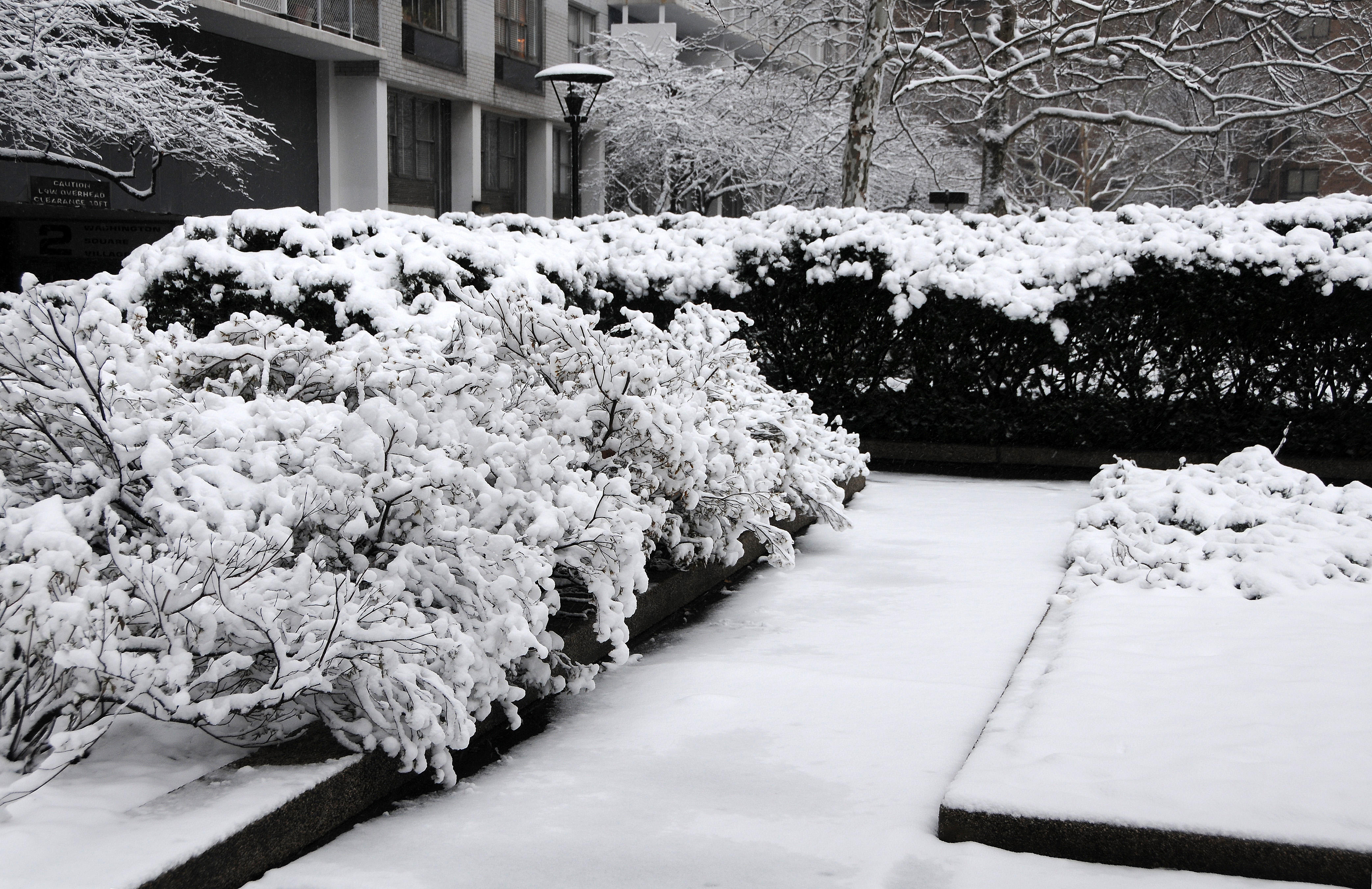 Winter Snow