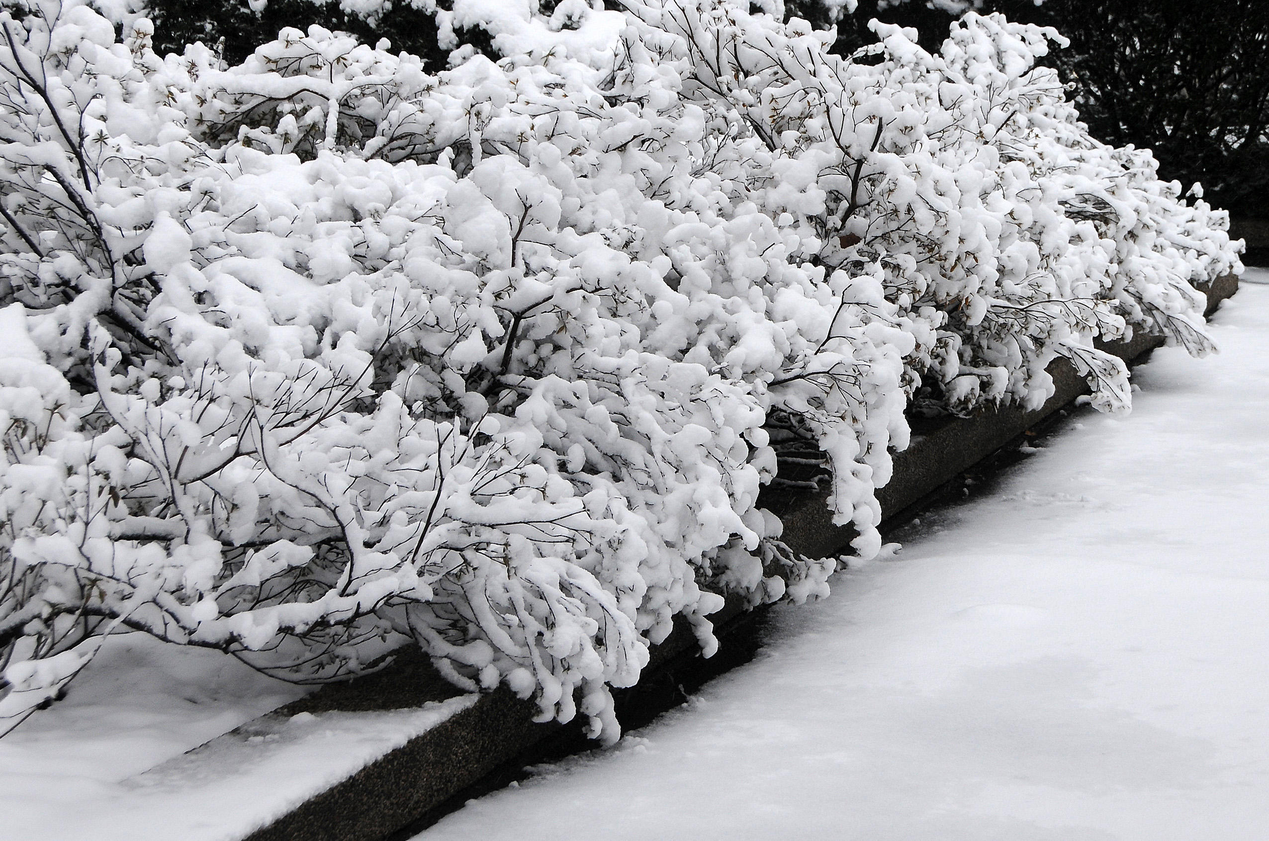 Winter Snow