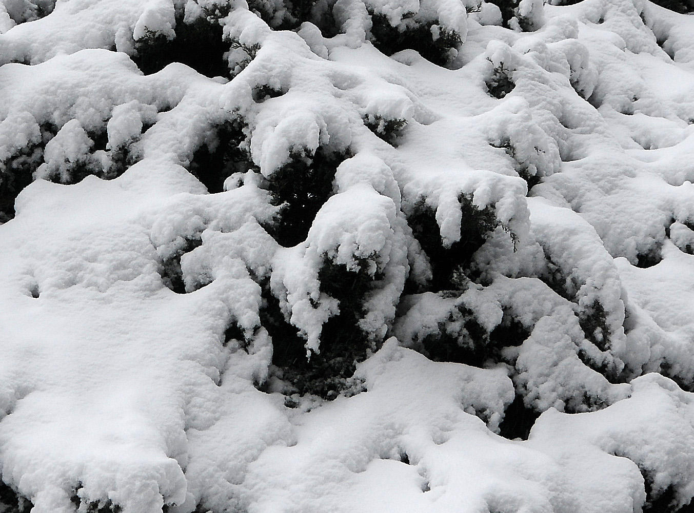 Winter Snow