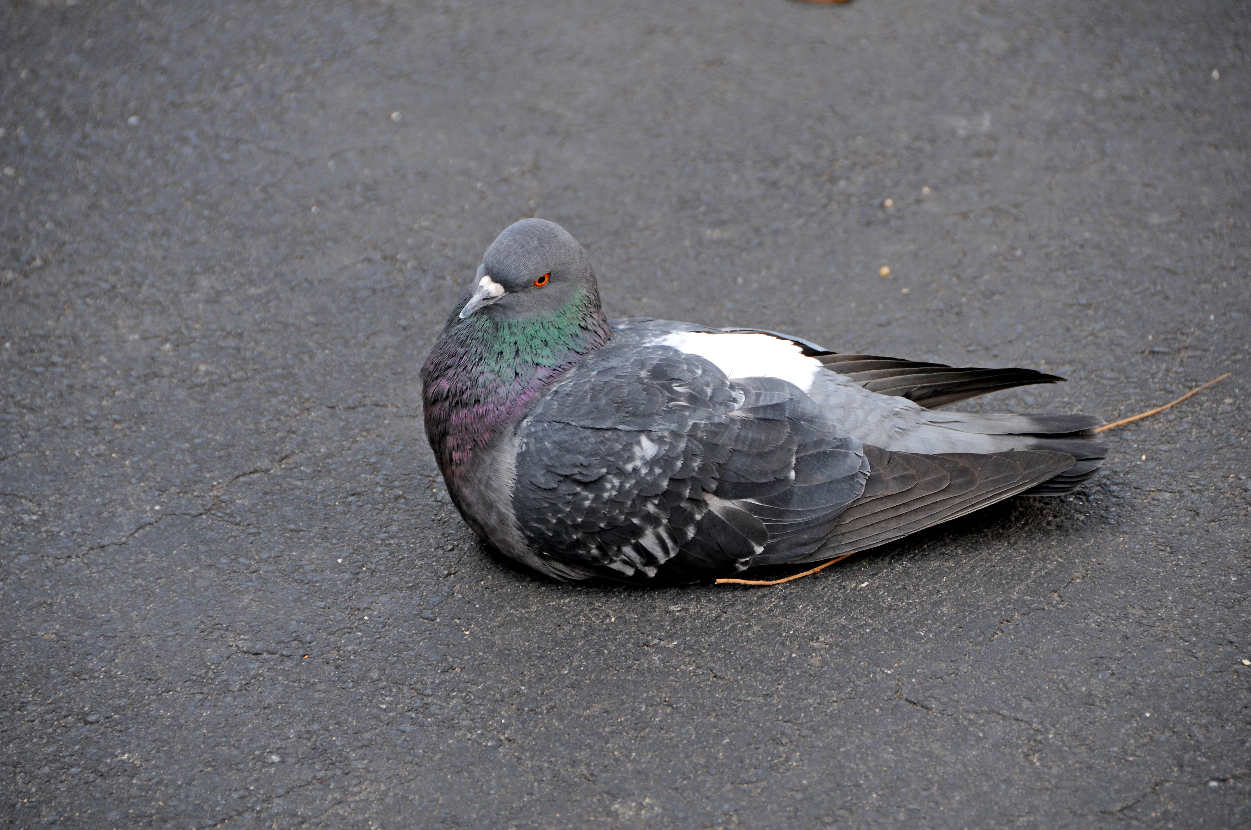 DSC_6388.JPG