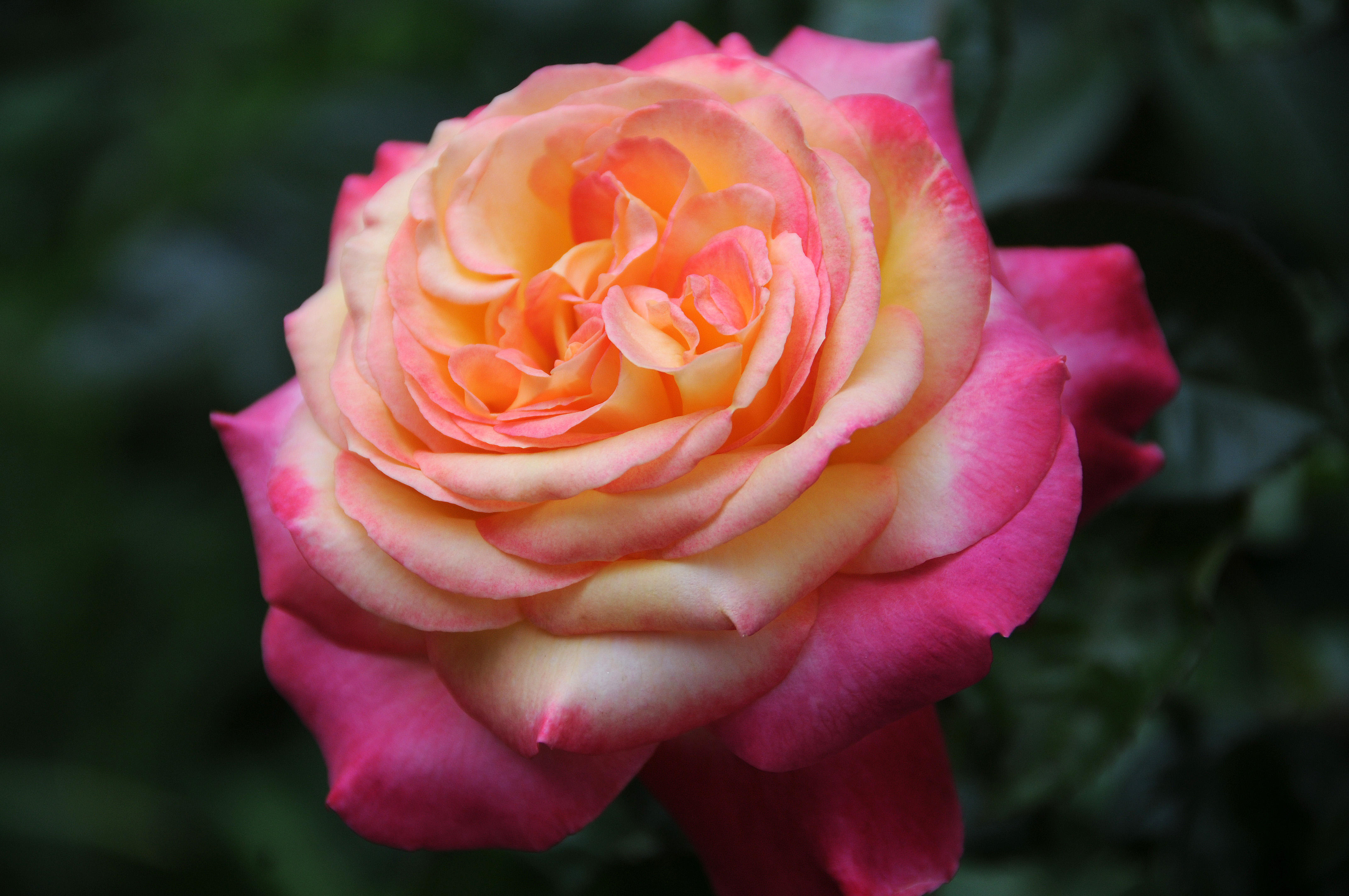 Rosa - Love & Peace