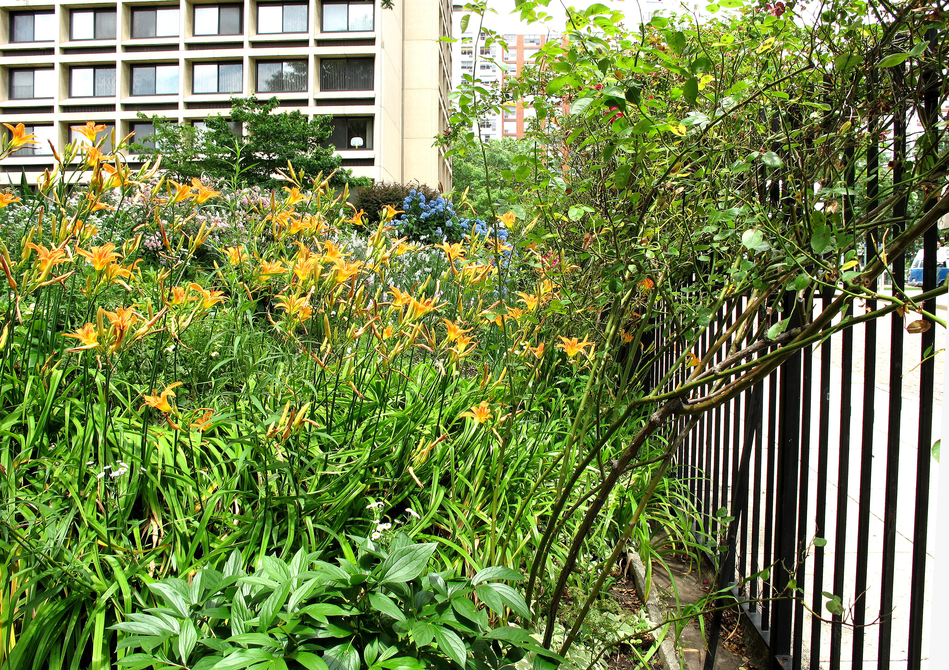 Day Lily Blossoms