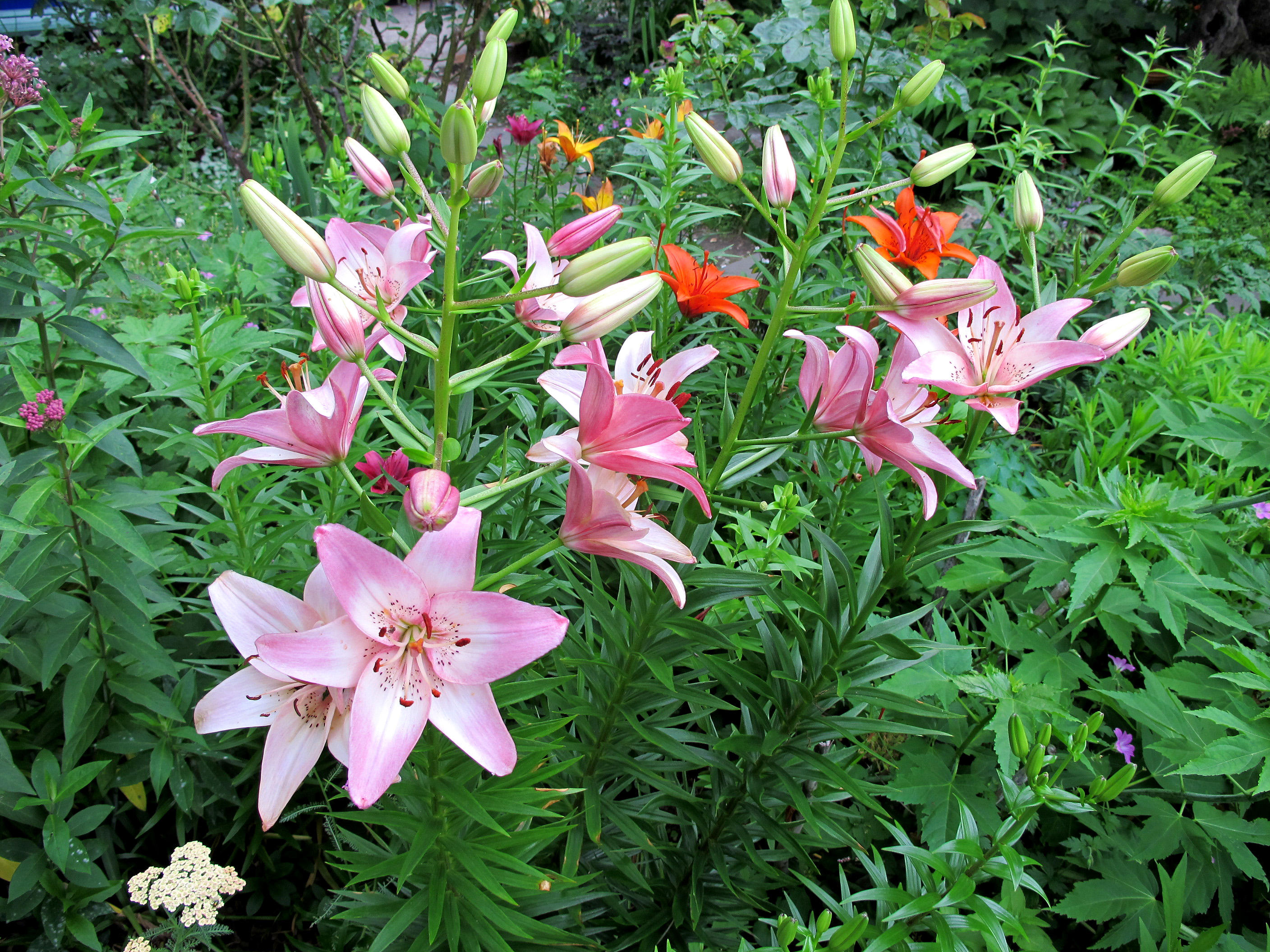 Lilium