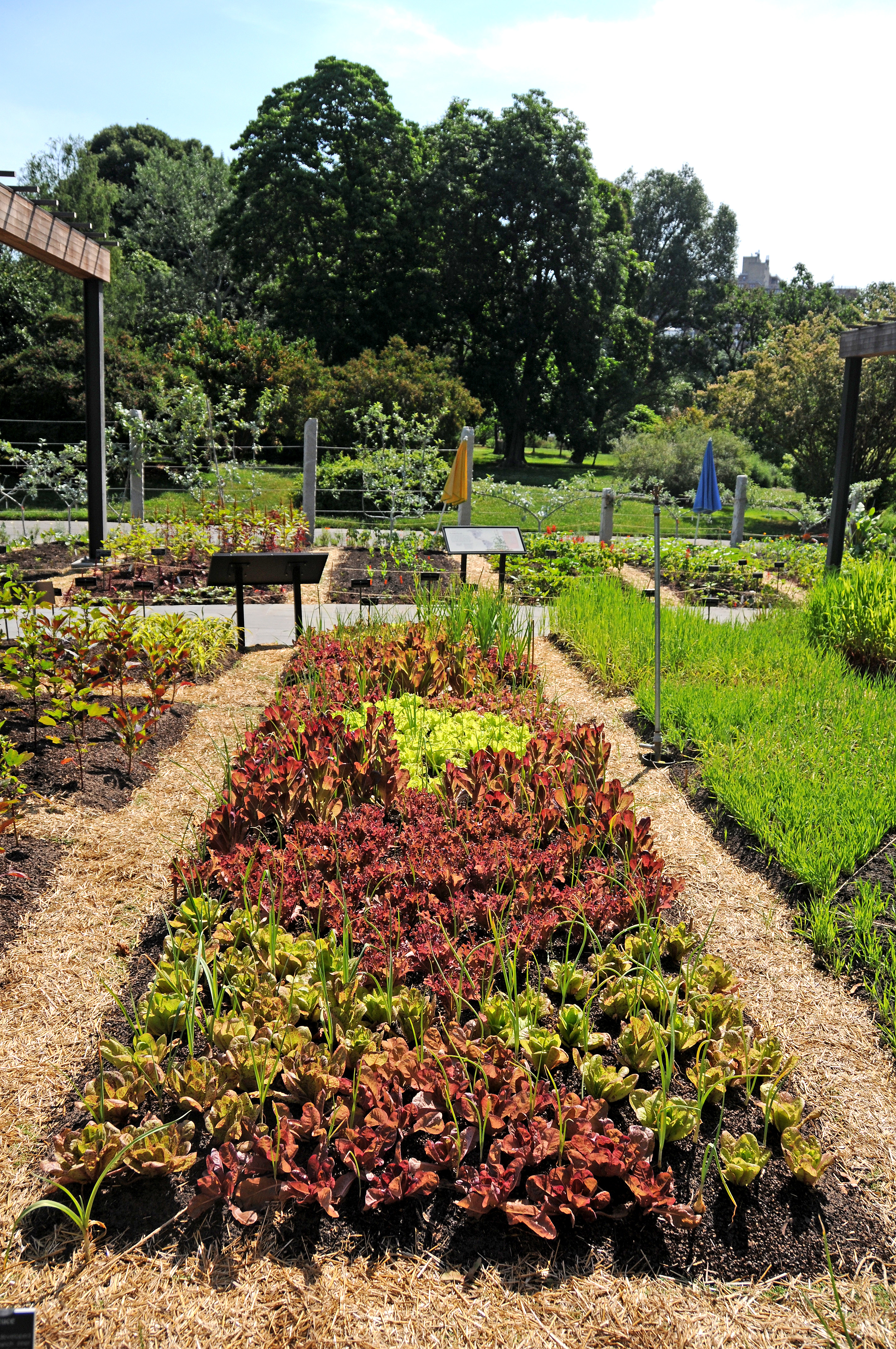 Herb Garden