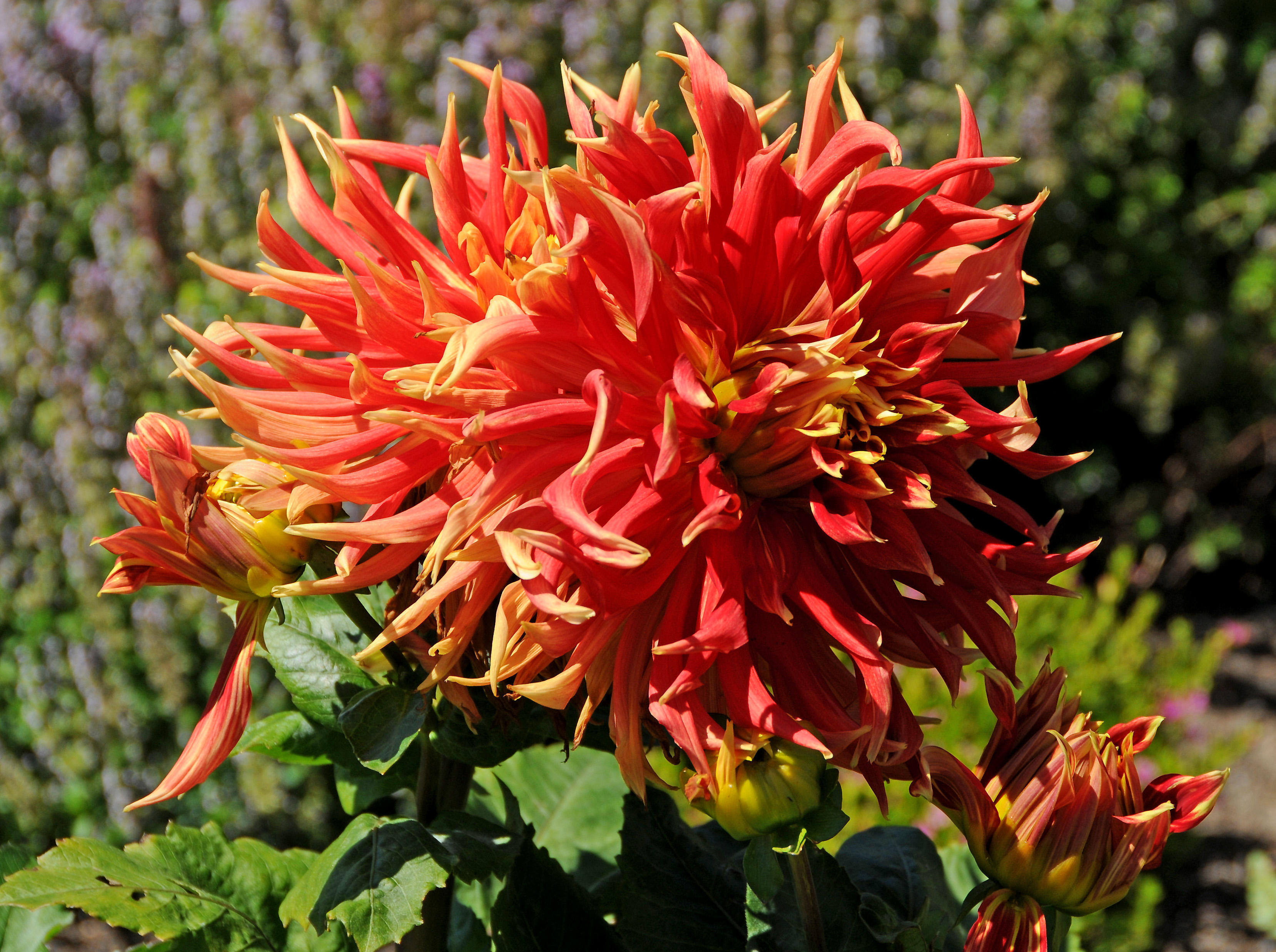 Fort Mason Community Garden