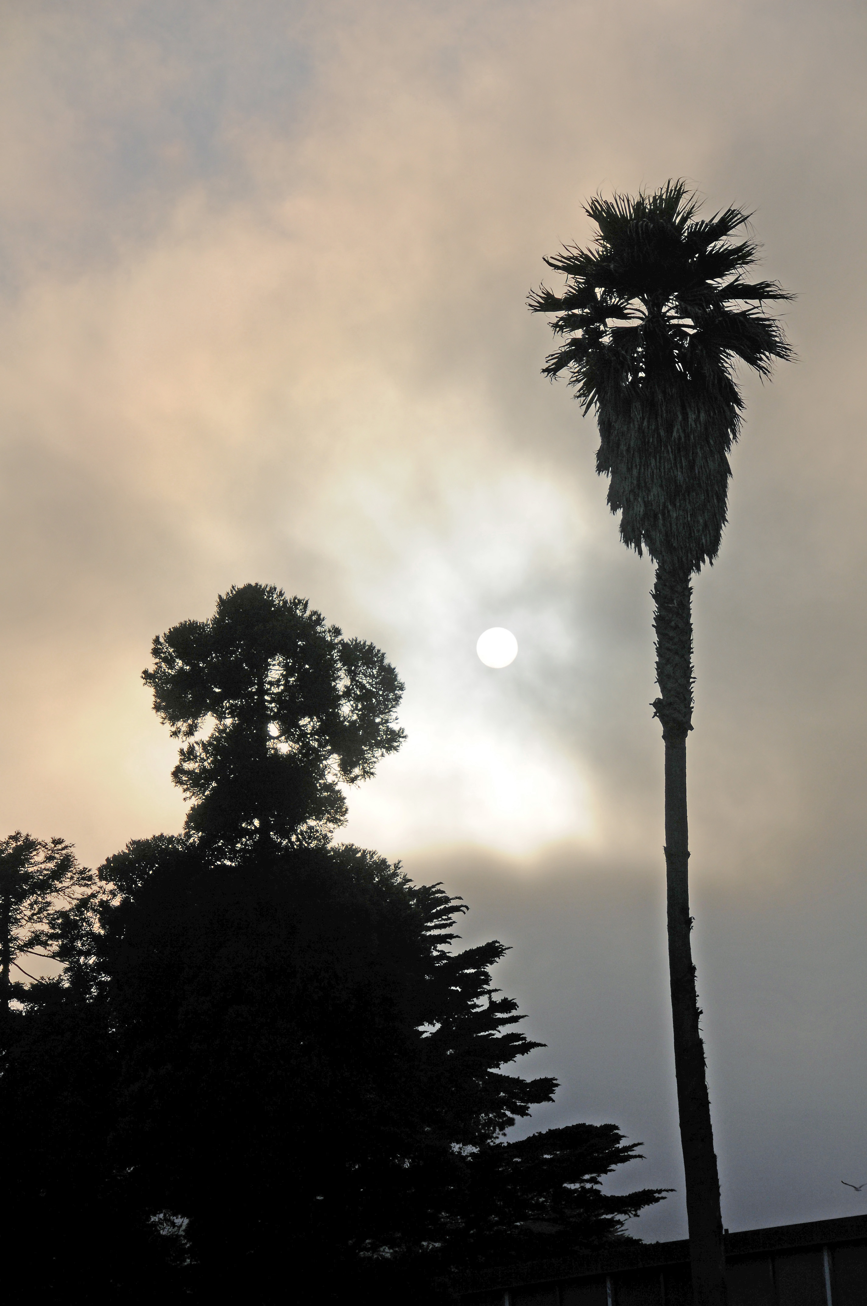 Presidio Crissy Field Recreational Area