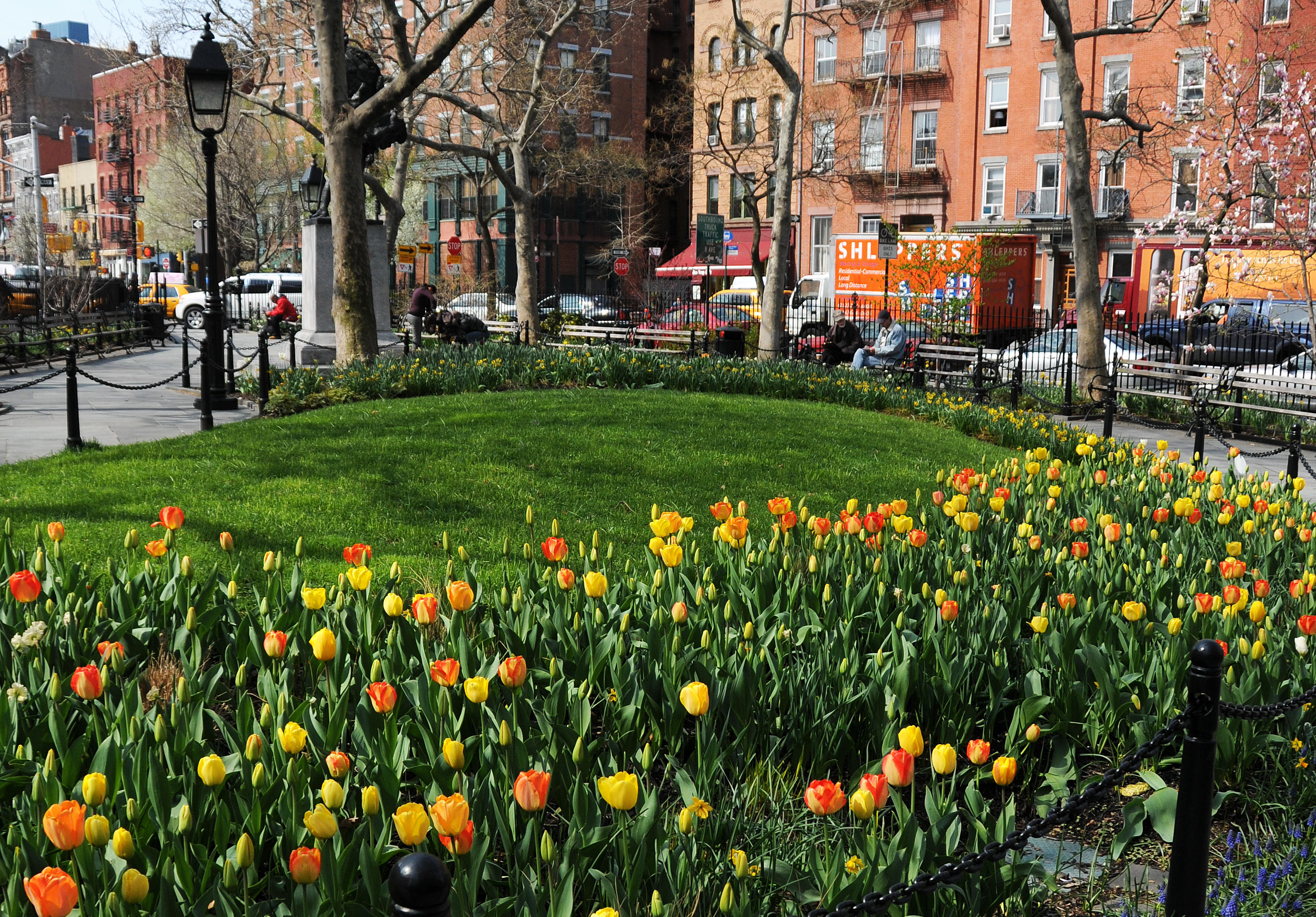 Garden Tulips