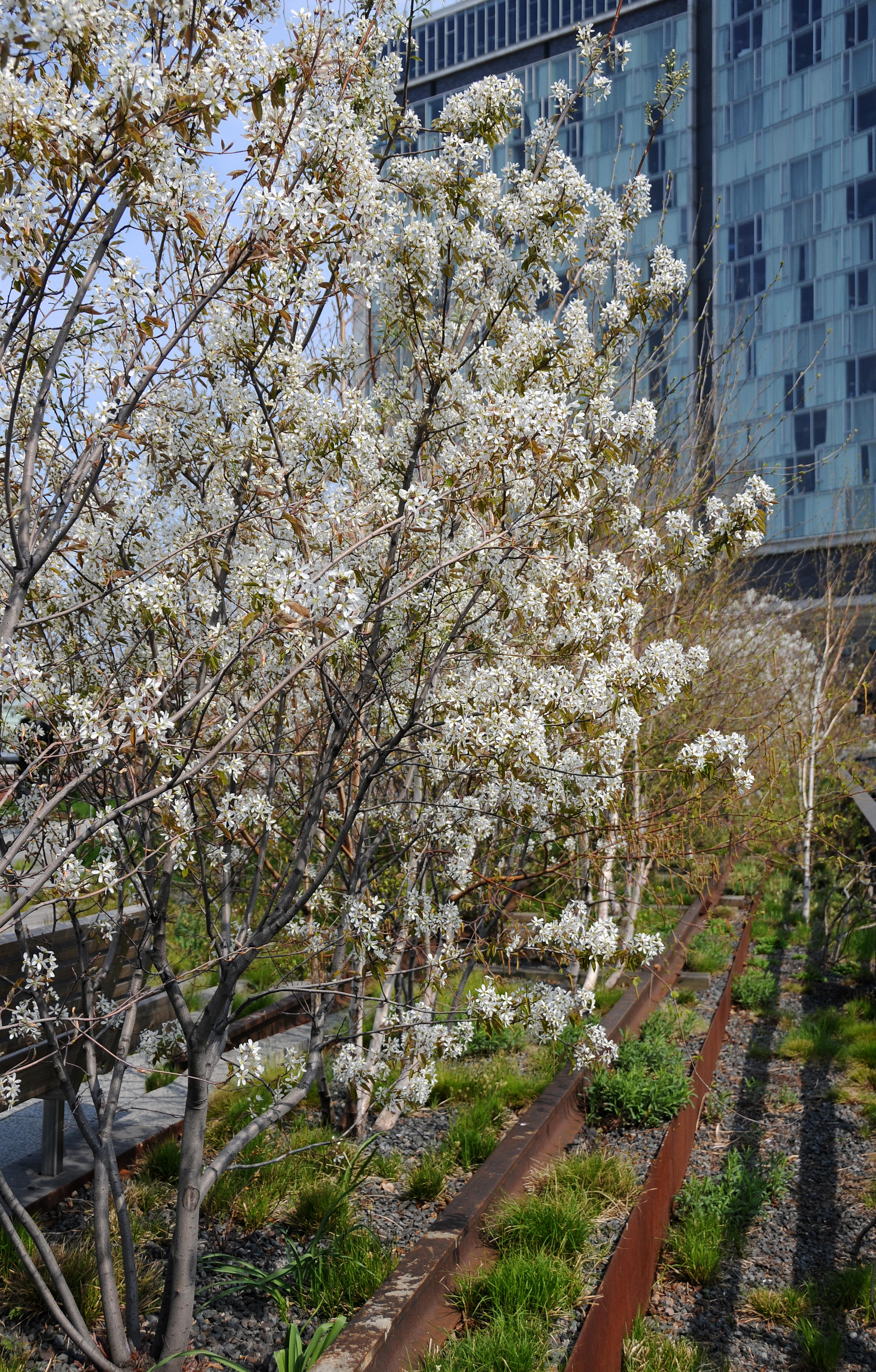 Amelanchier canadensis Blossoms