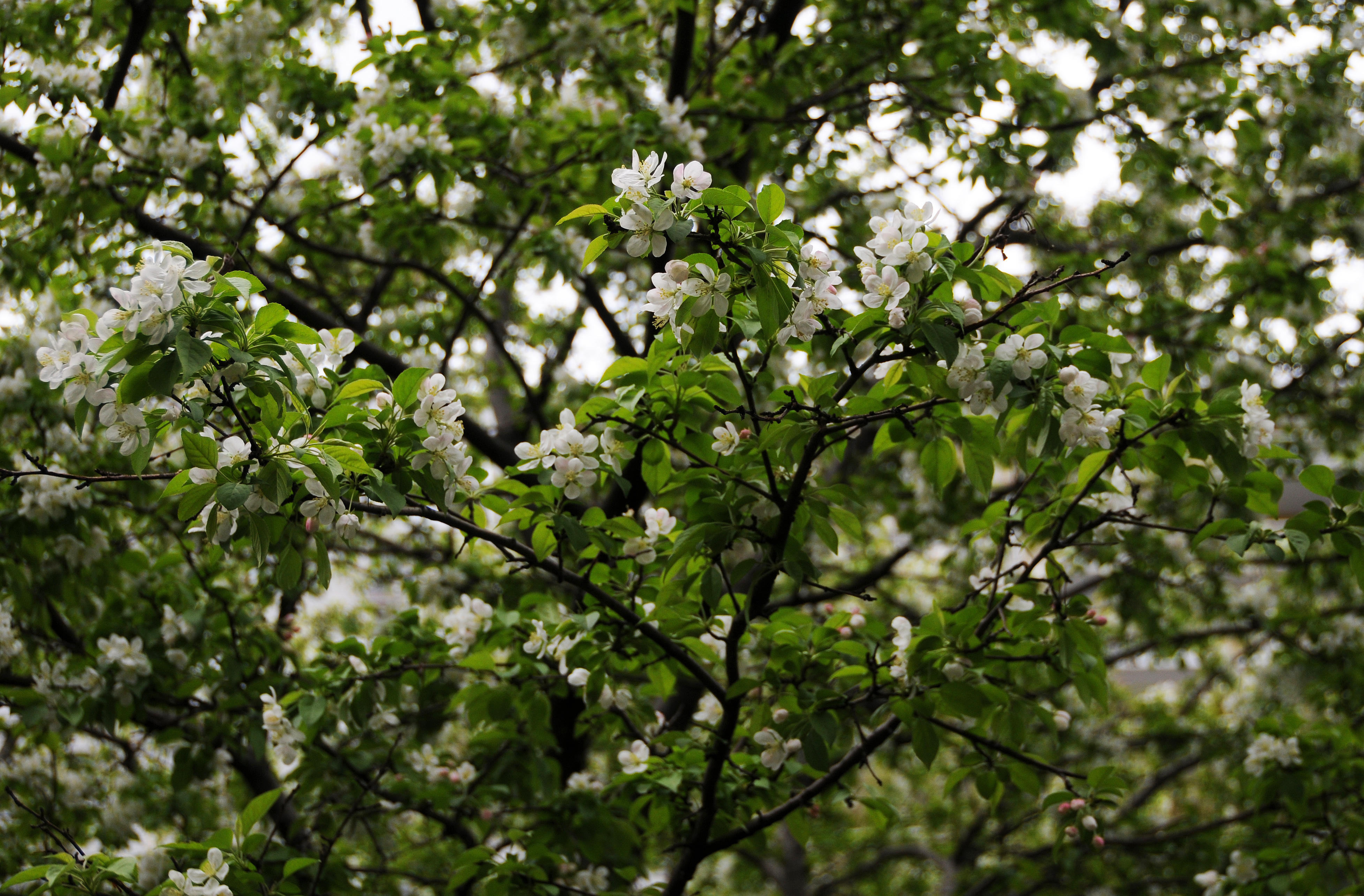 DSC_6616.JPG