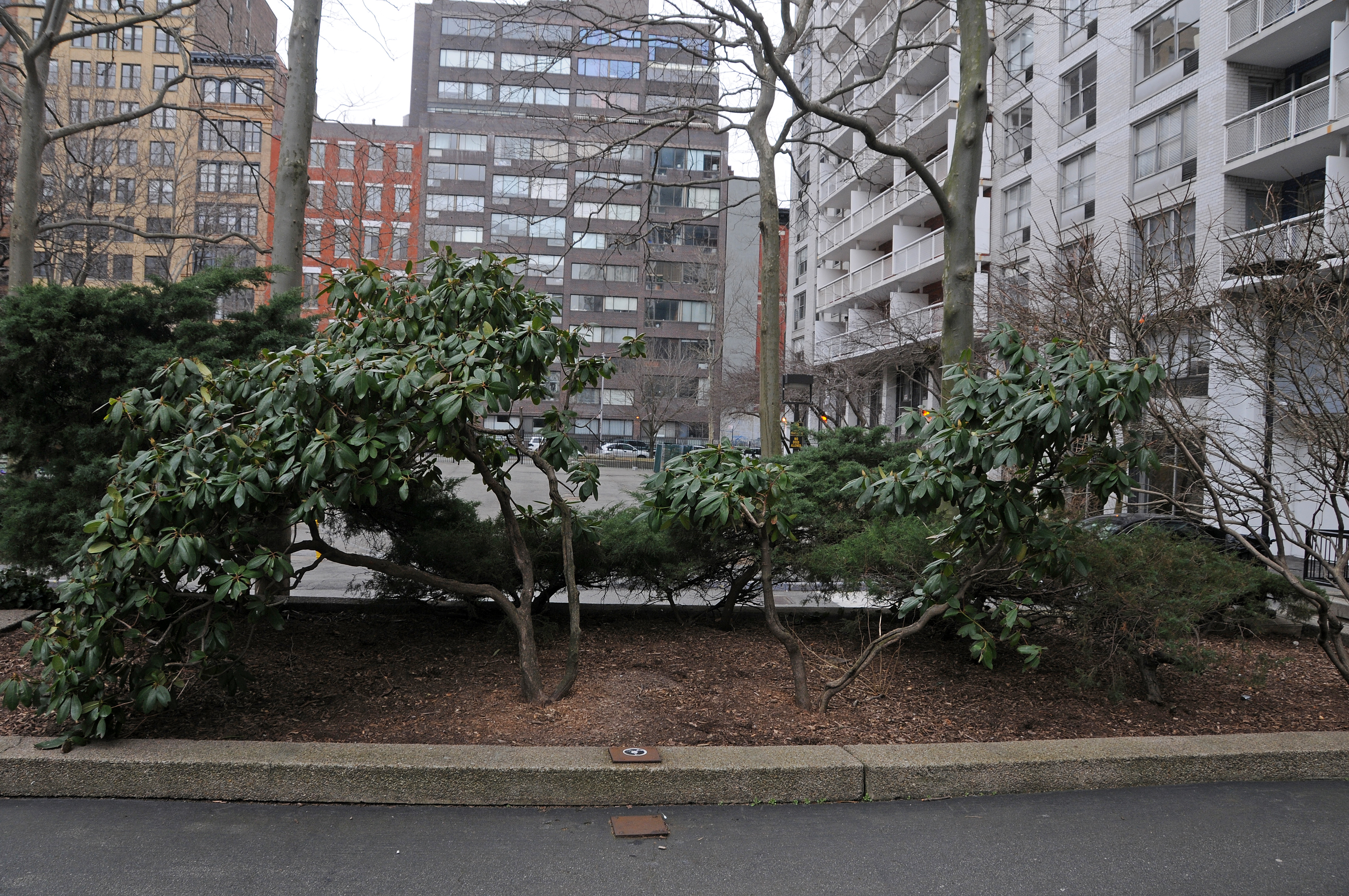 Dying Rhododendron Bushes