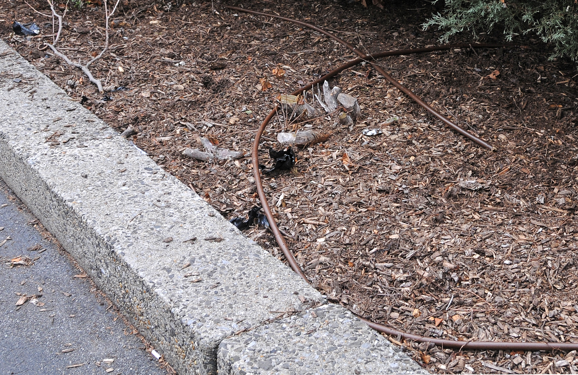 Lost Azalea Bushes