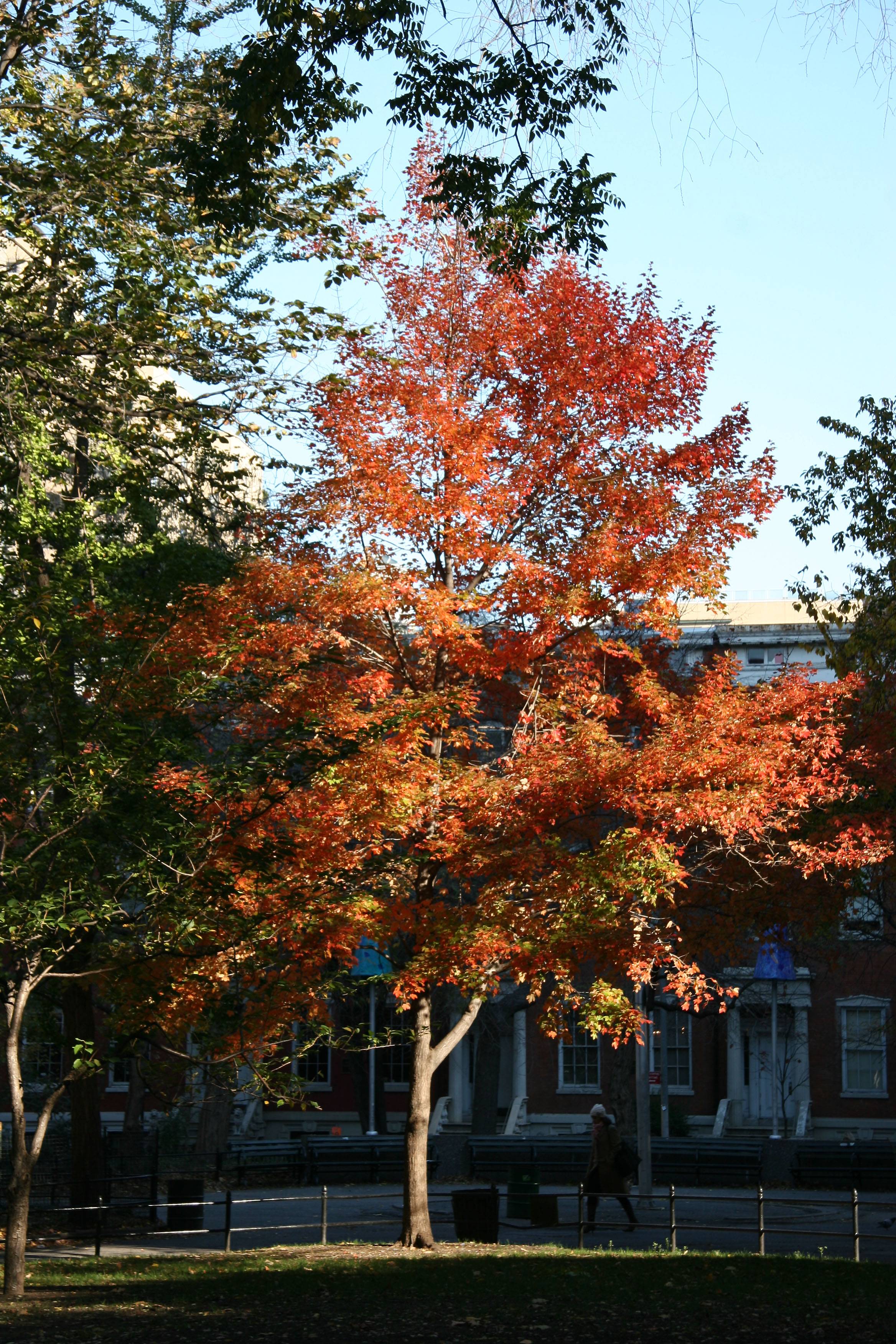 Maple Tree