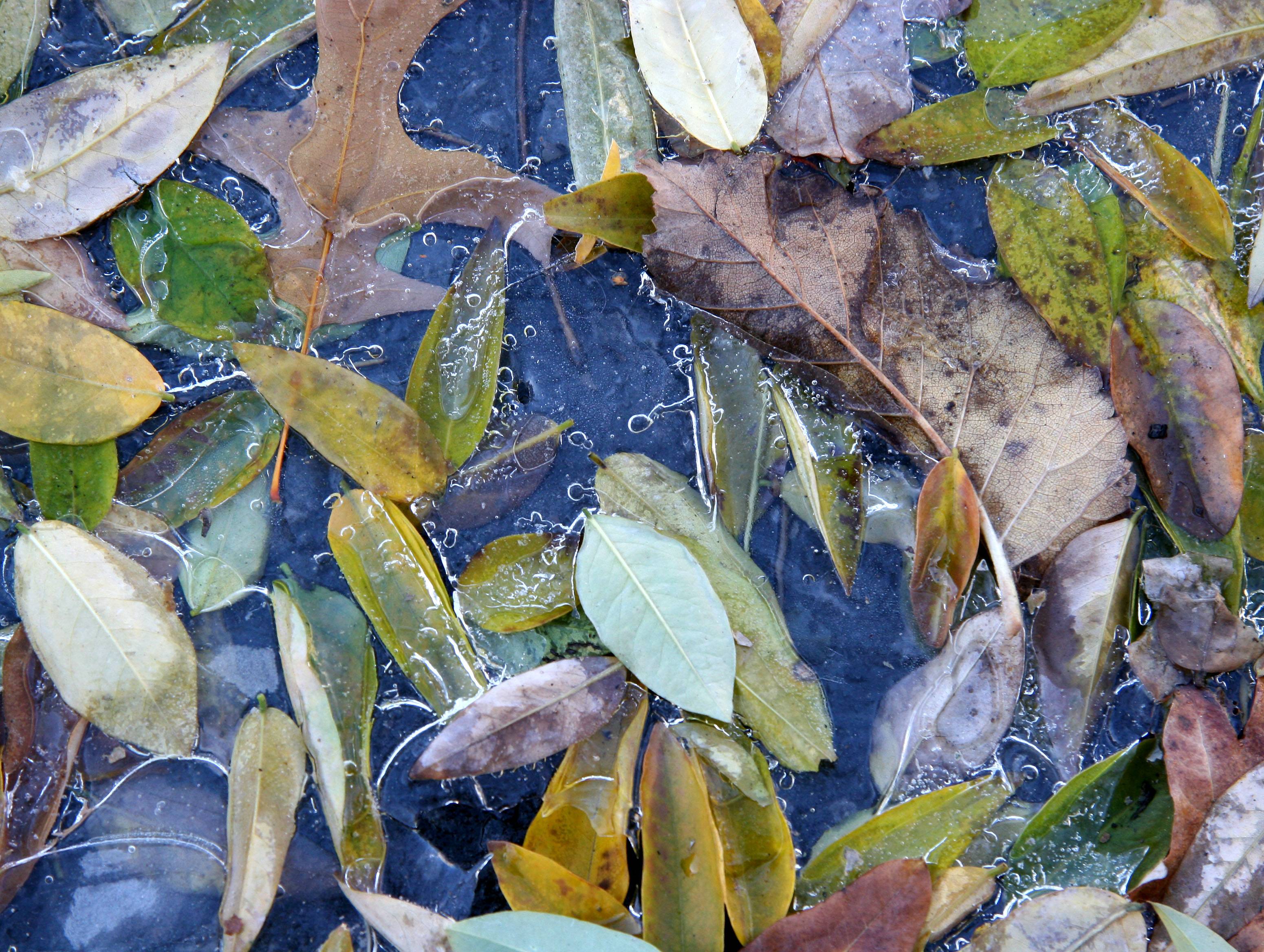 First Ice of the Season - Foliage in a Puddle of Ice