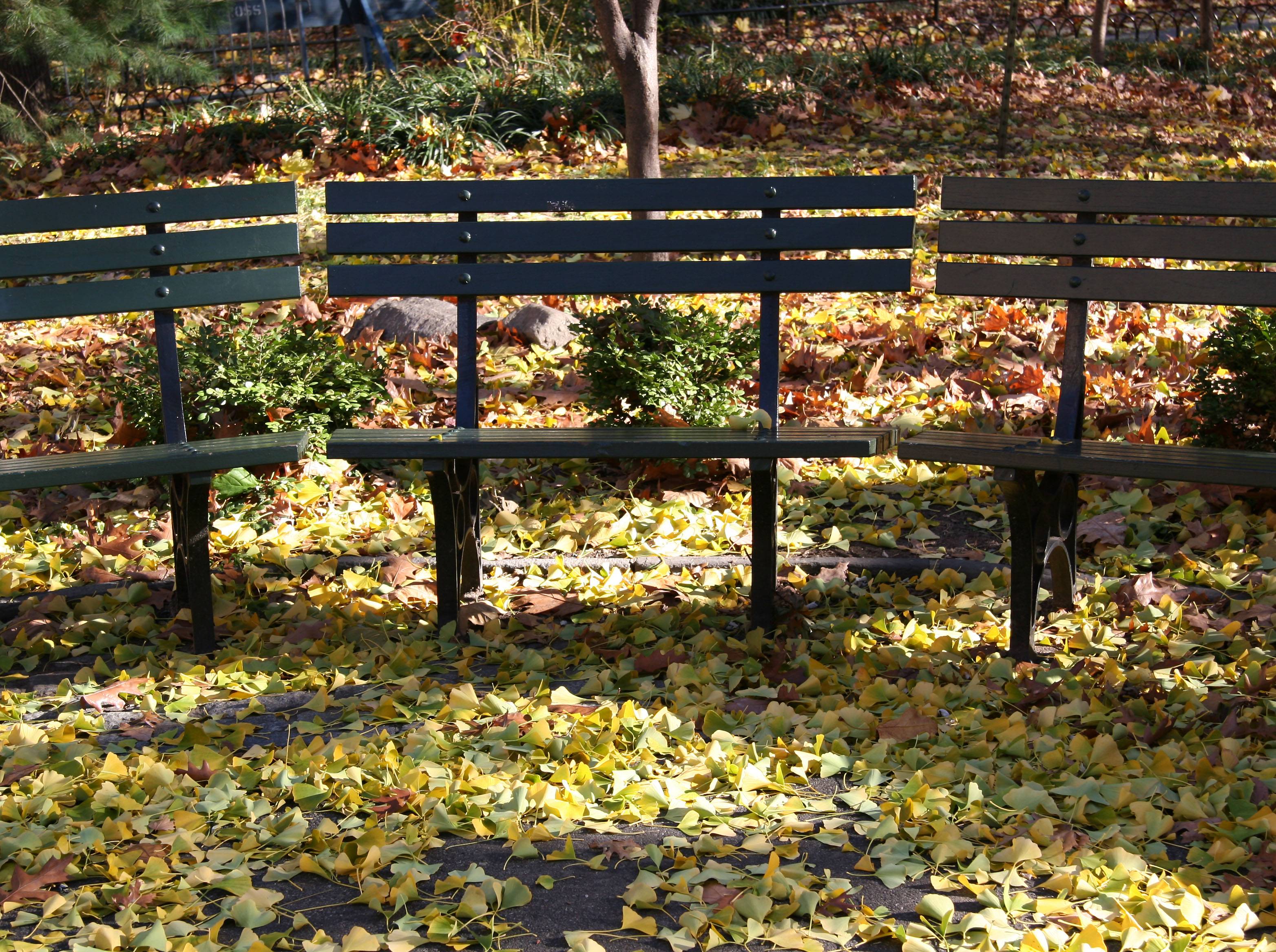 Mostly Ginkgo Leaf Ground Foliage