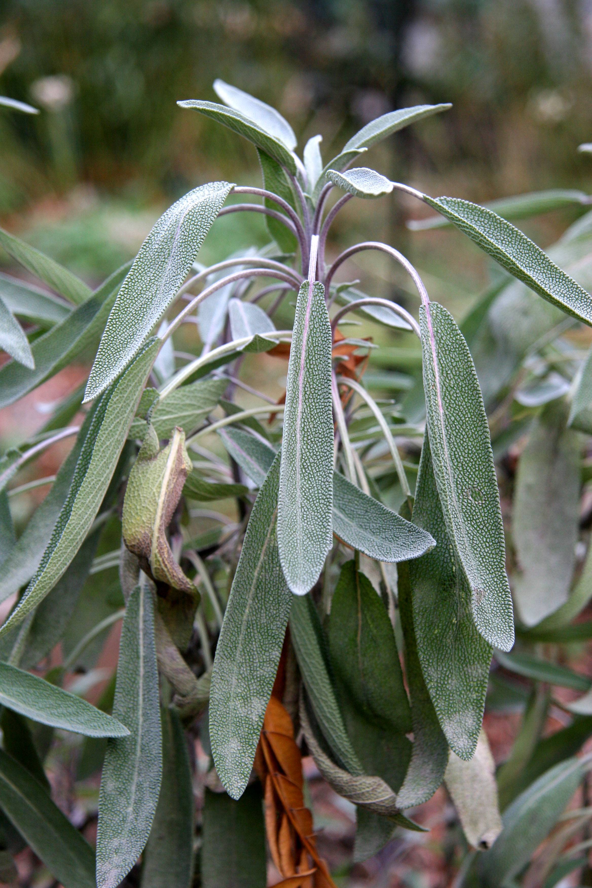 Salvia officinalis