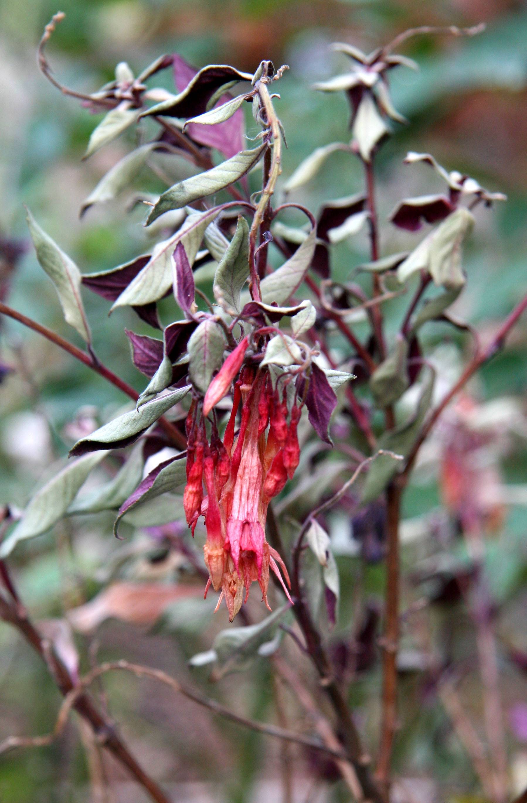 Fuchsia