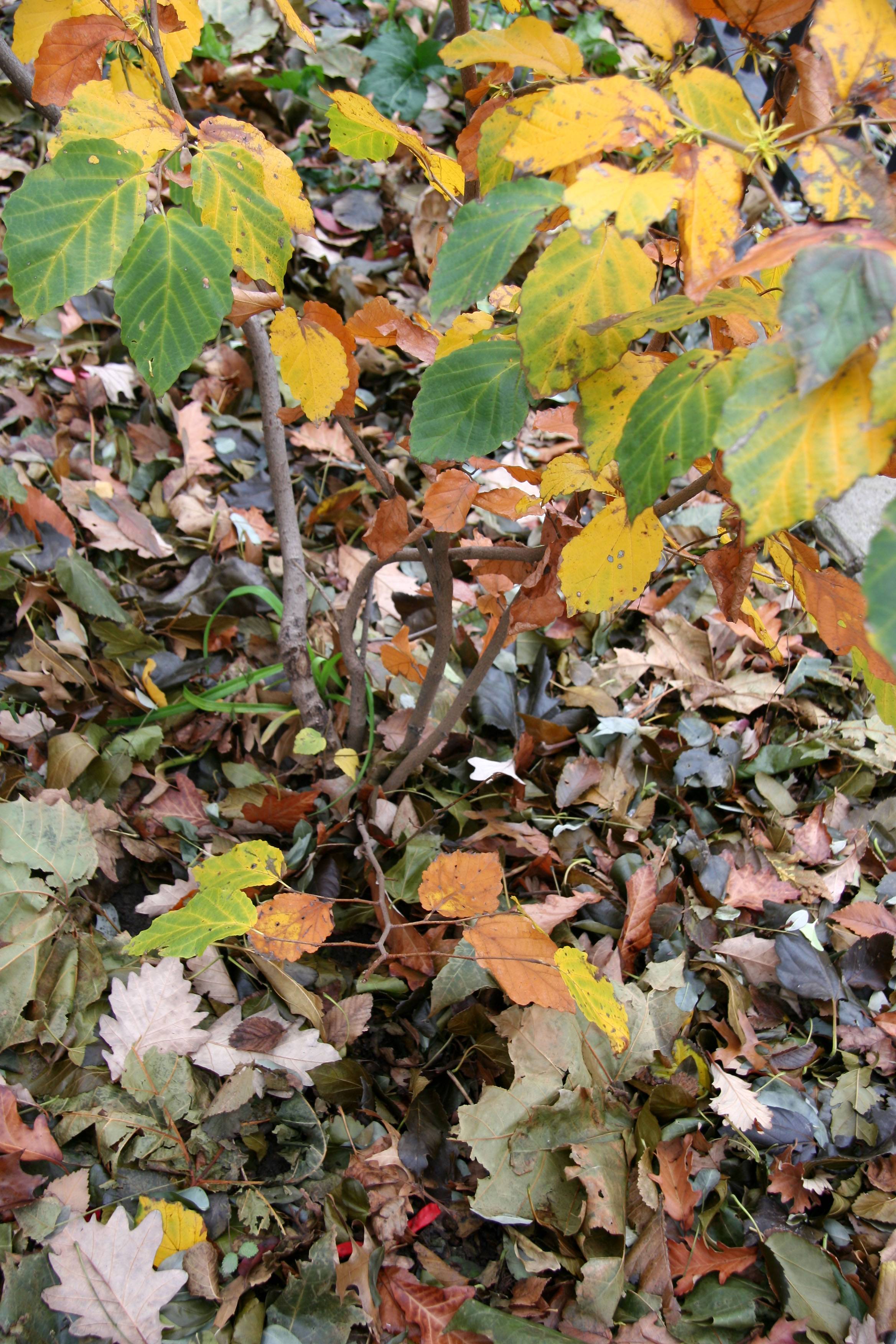 Witch Hazel Foliage