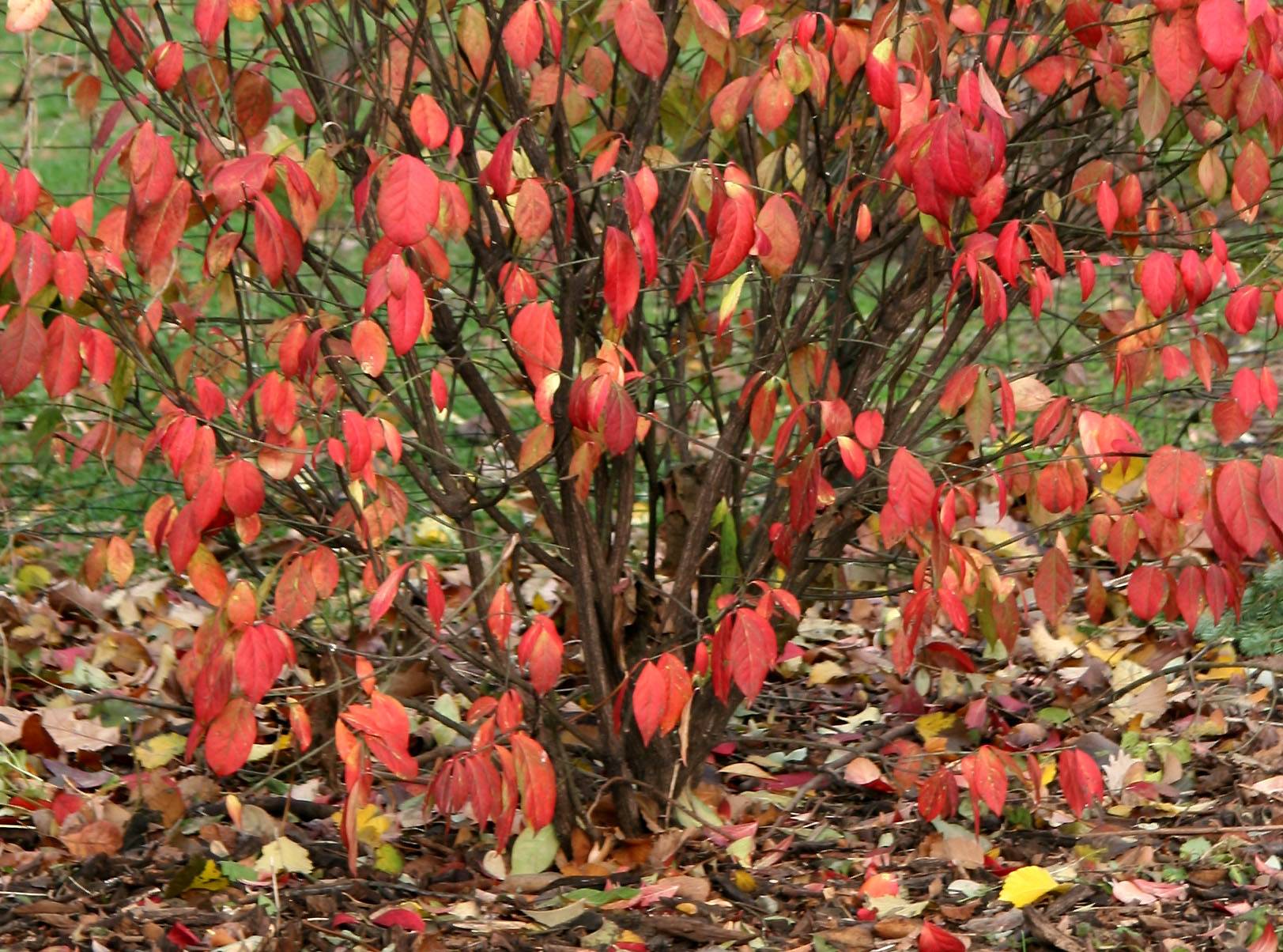 Burning Bush