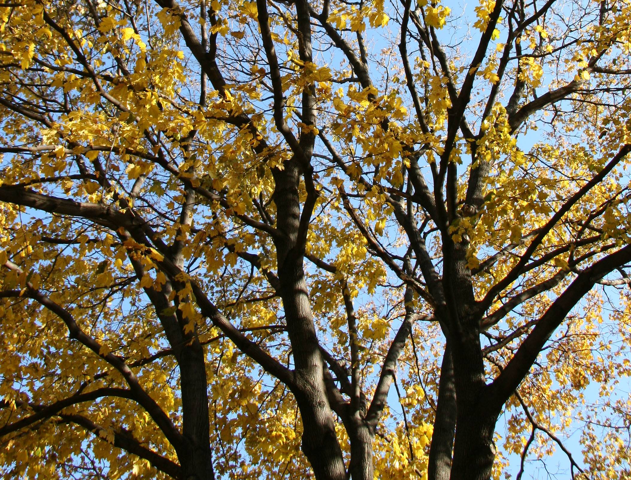 Yellow Maple Foliage