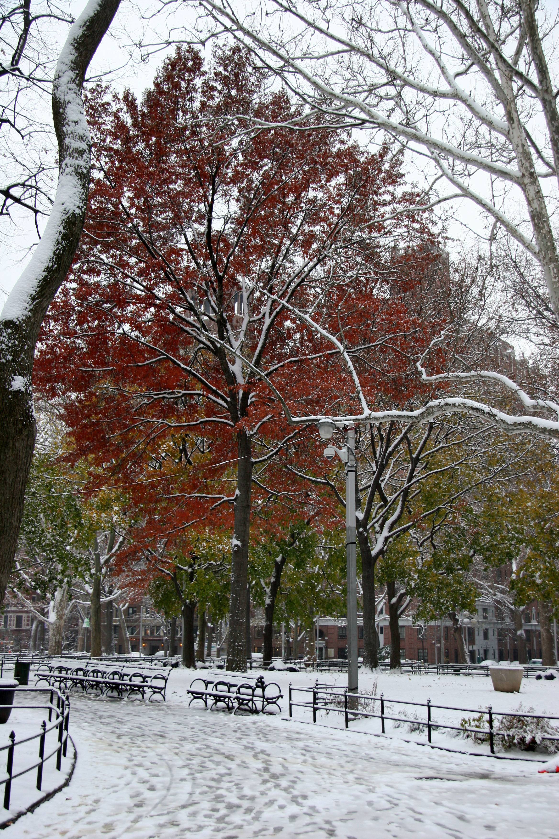Red Oak Foliage Scene