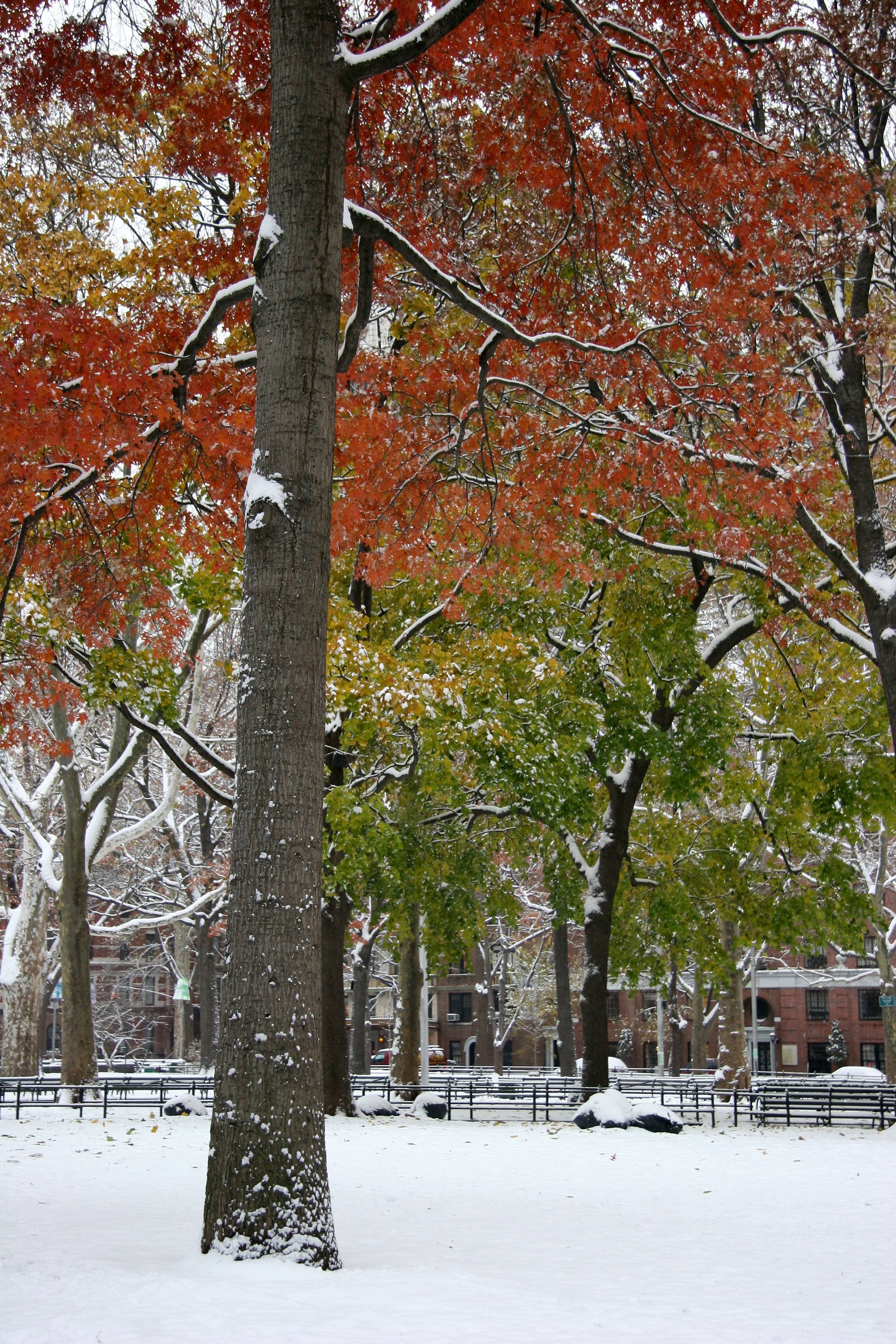Red Oak & Yellow Maple Foliage