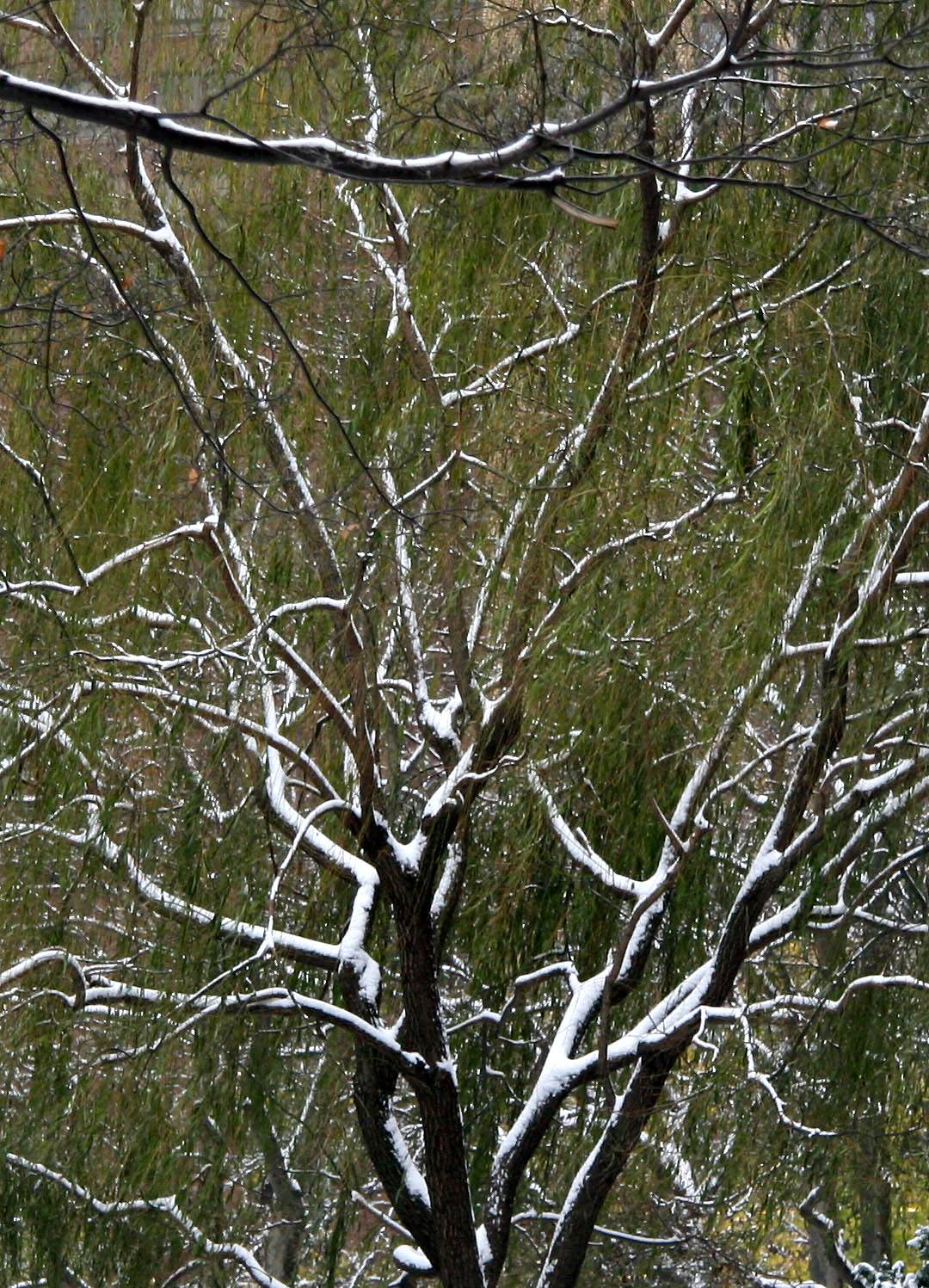 Willow Tree