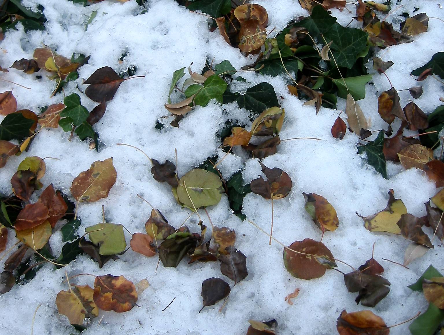 Pear Tree Leaves on a Bed of Snow & Ivy
